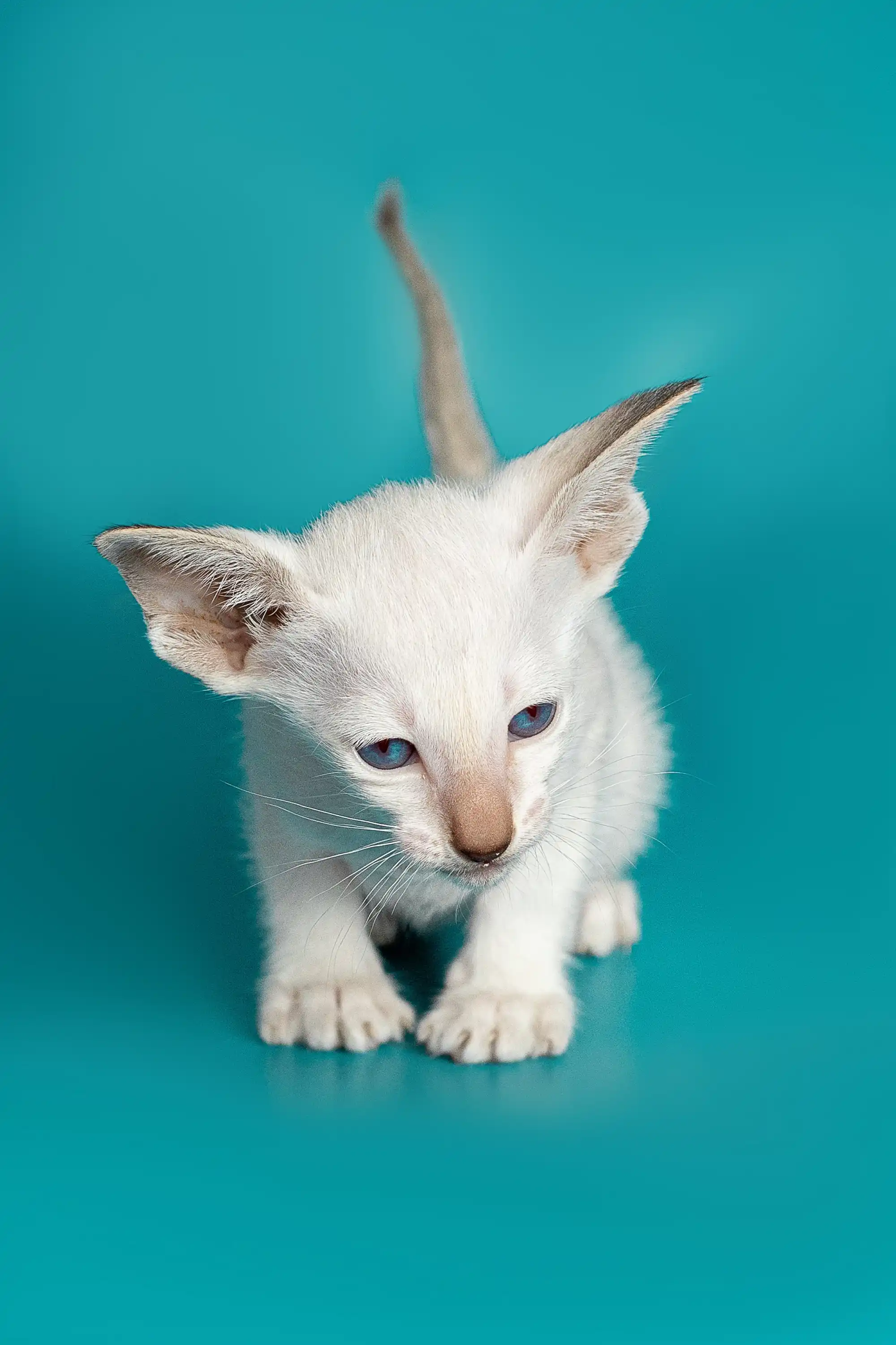 Kristina | Oriental Kitten - Image 8