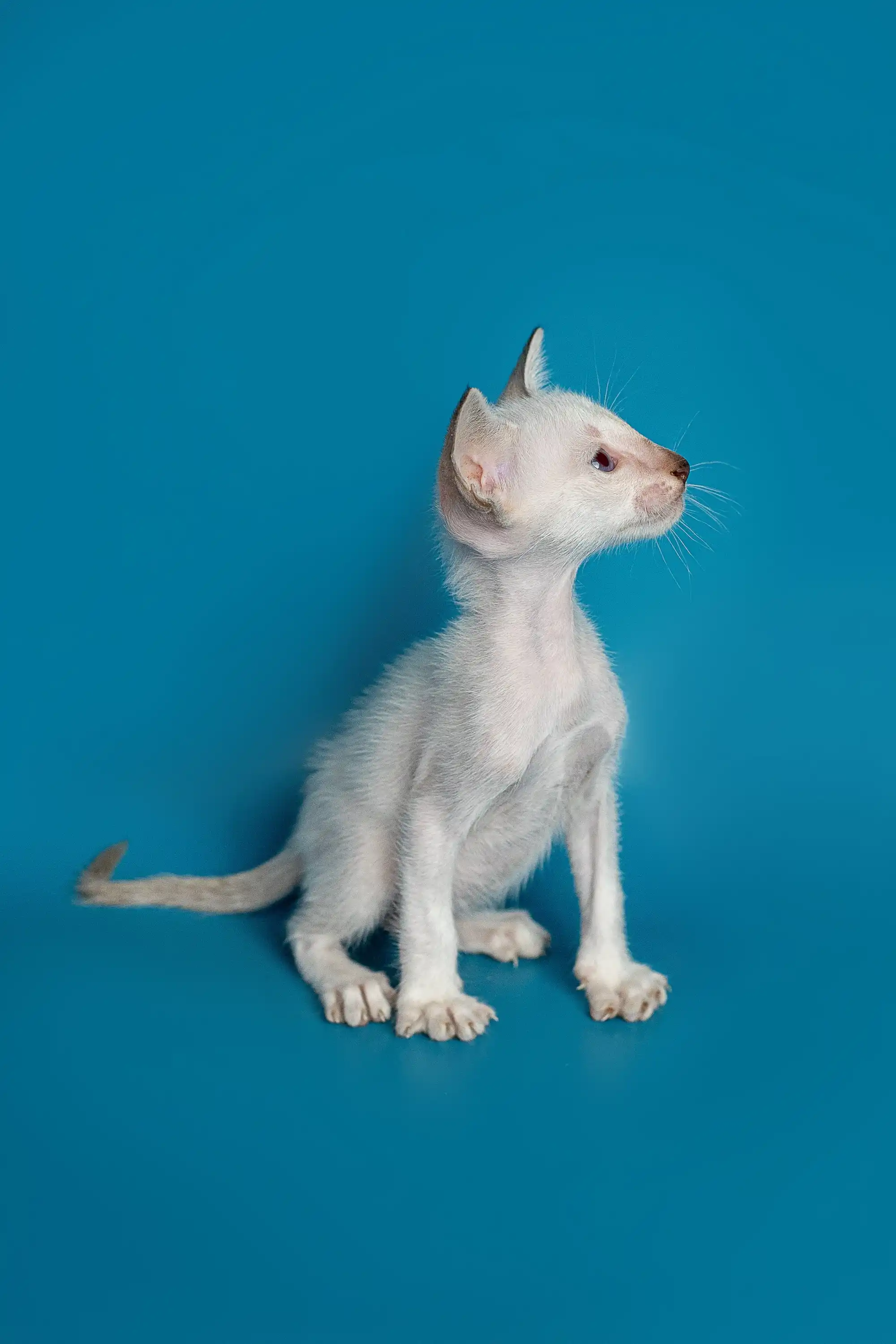 Kristo | Oriental Kitten - Image 12