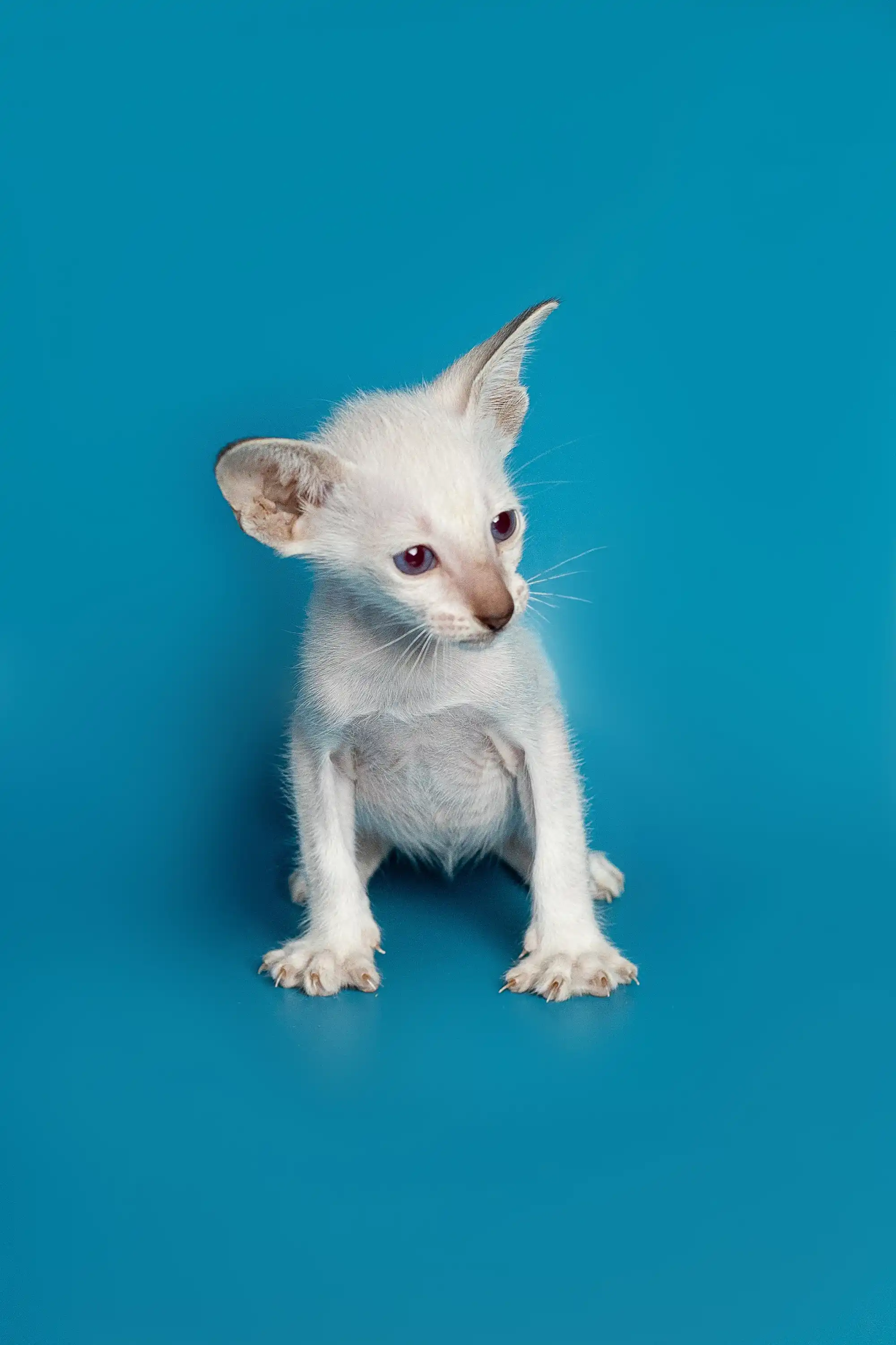 Kristo | Oriental Kitten - Image 19