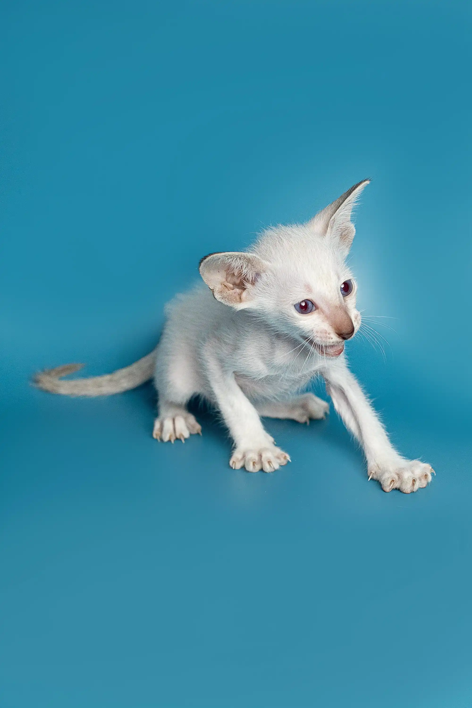 Kristo | Oriental Kitten - Image 4