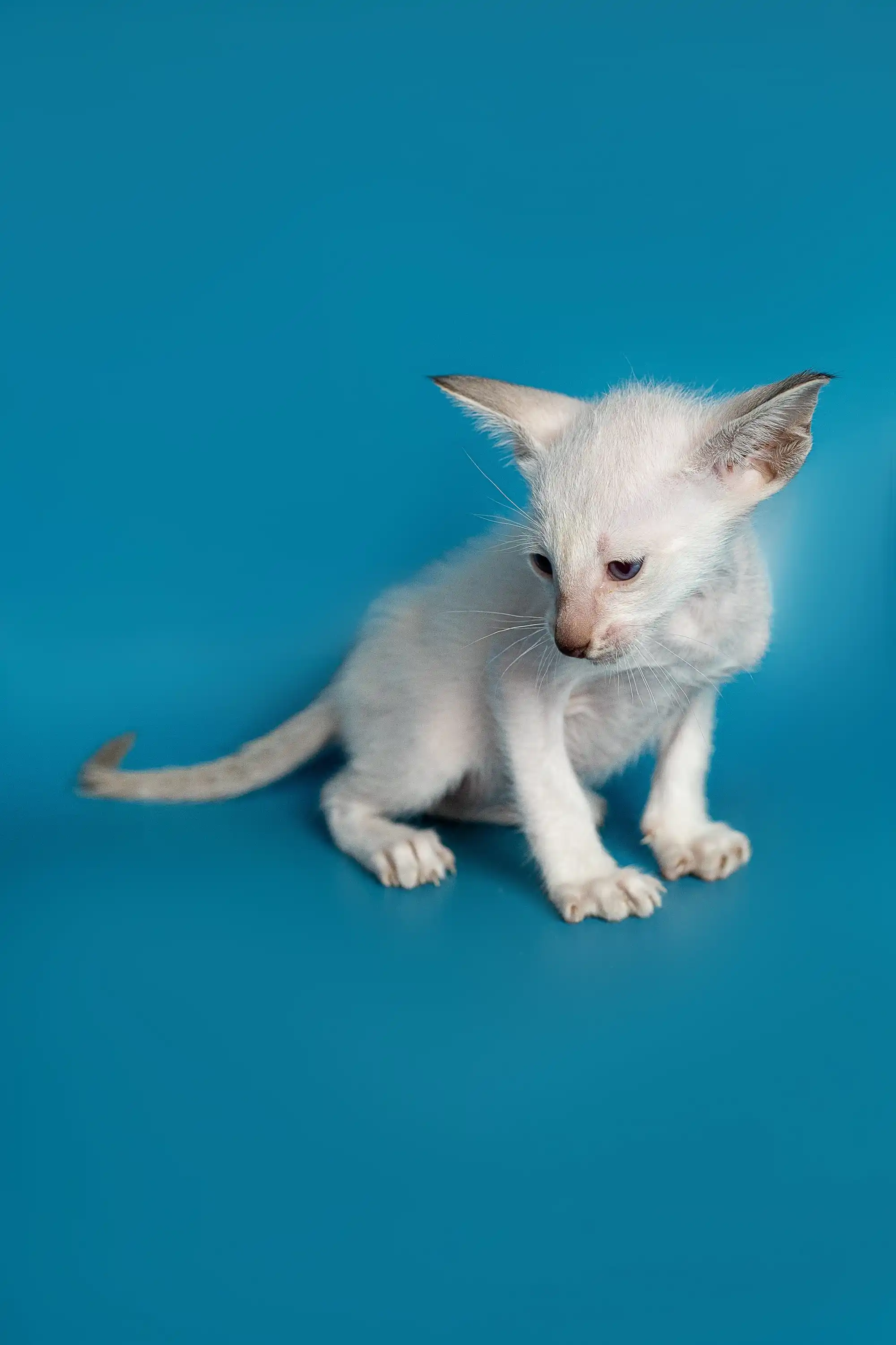 Kristo | Oriental Kitten - Image 8
