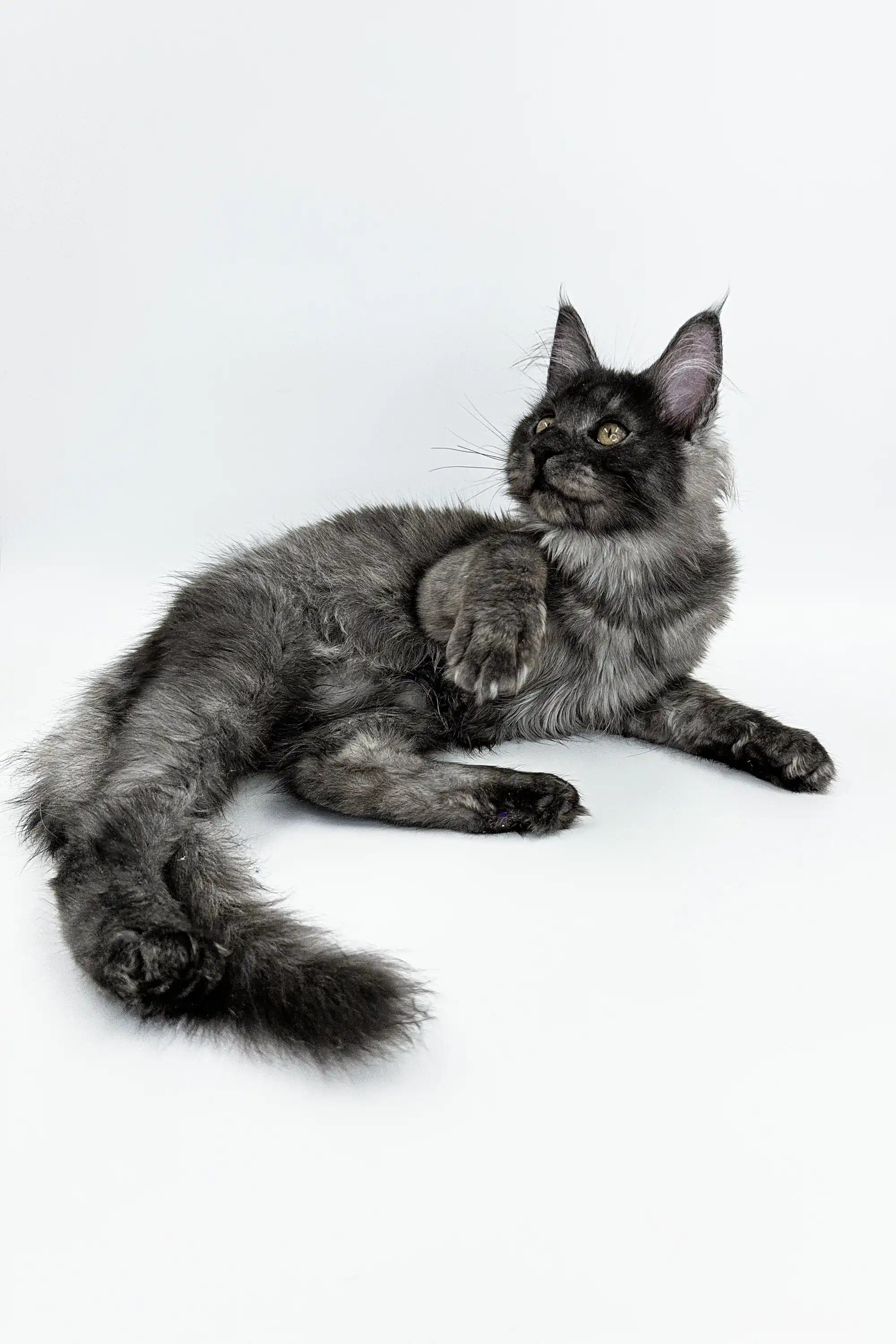 Ksyusha | Maine Coon Kitten - Image 6