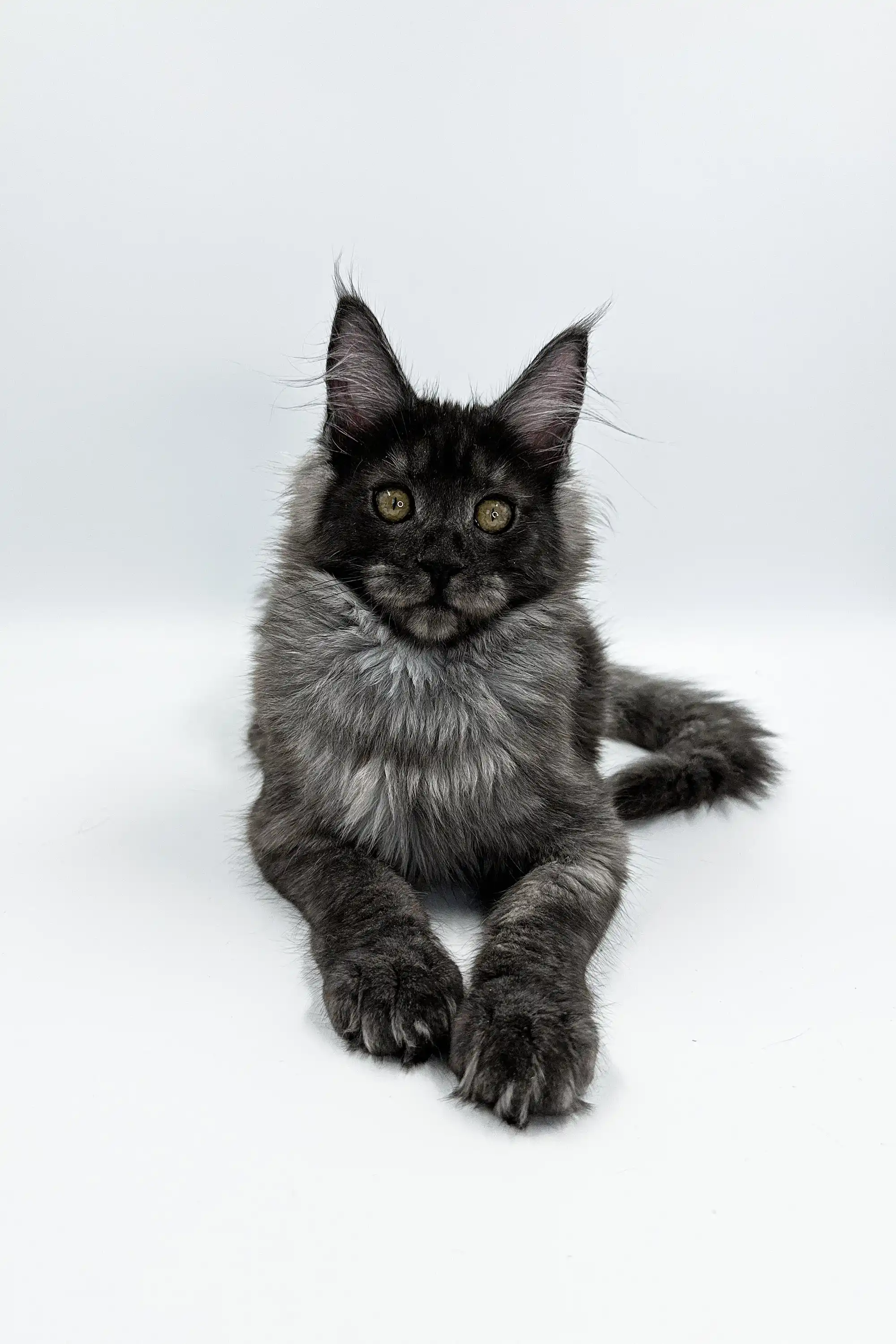 Ksyusha | Maine Coon Kitten - Image 8