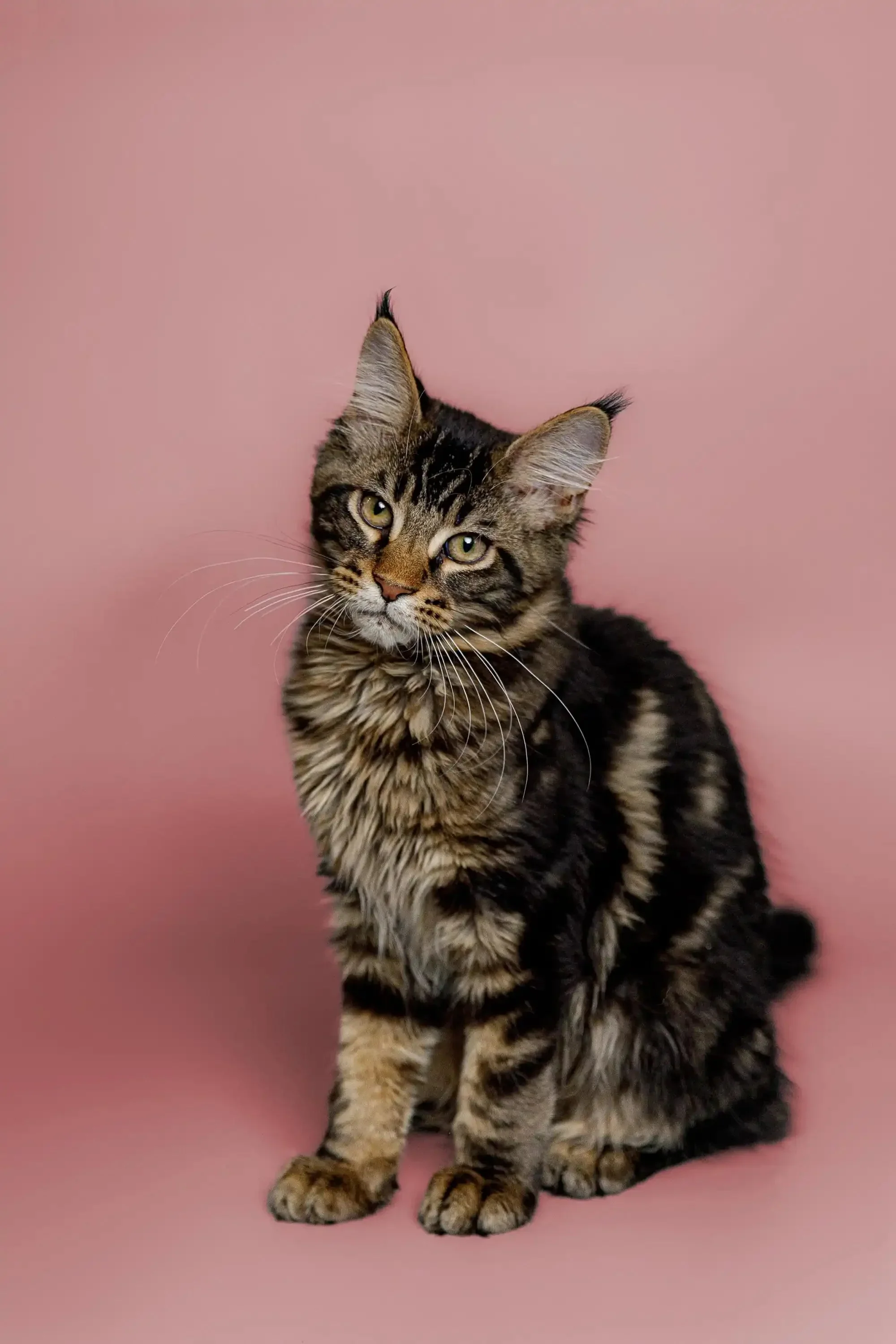 Kurumi | Maine Coon Kitten - Image 4