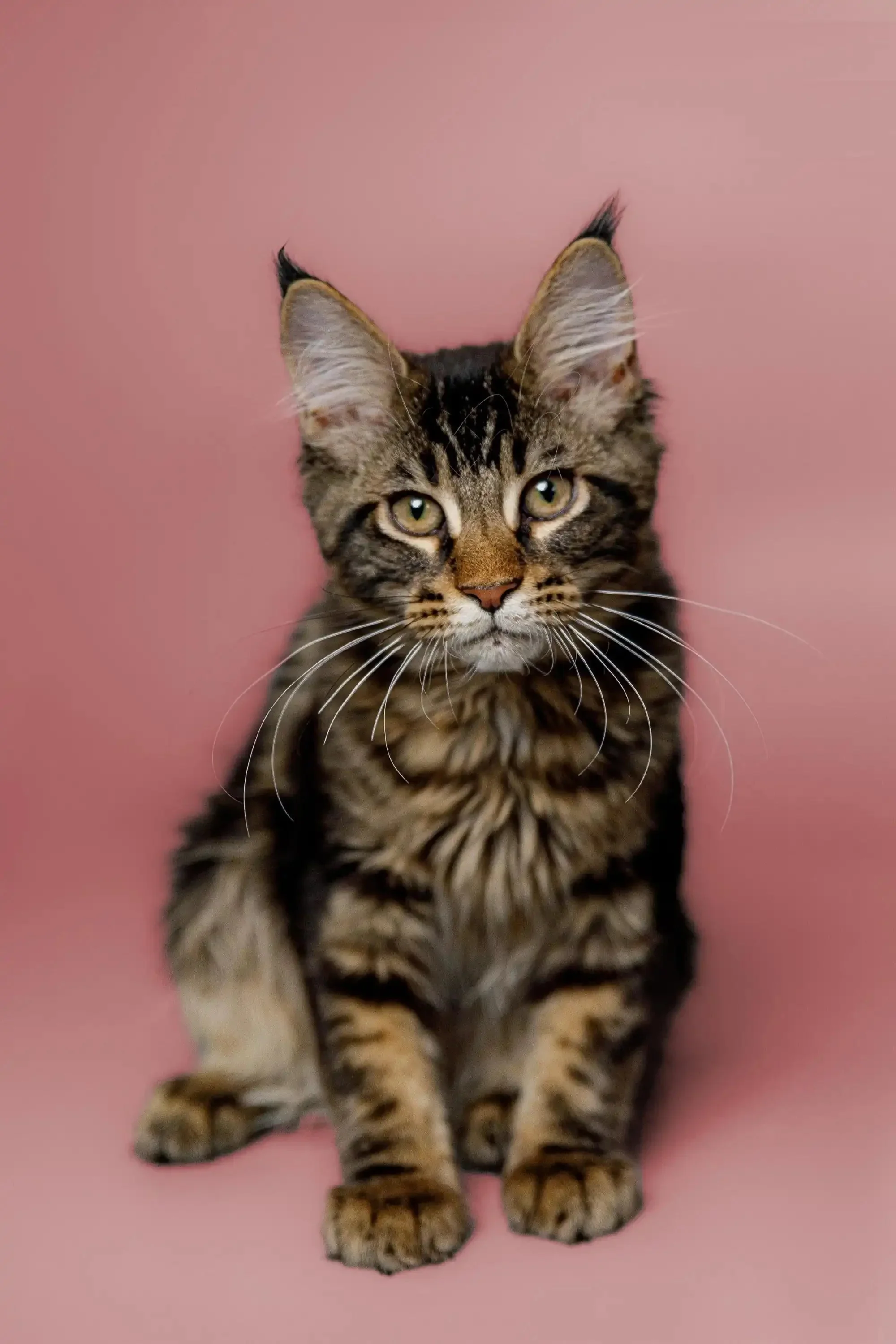 Kurumi | Maine Coon Kitten - Image 8
