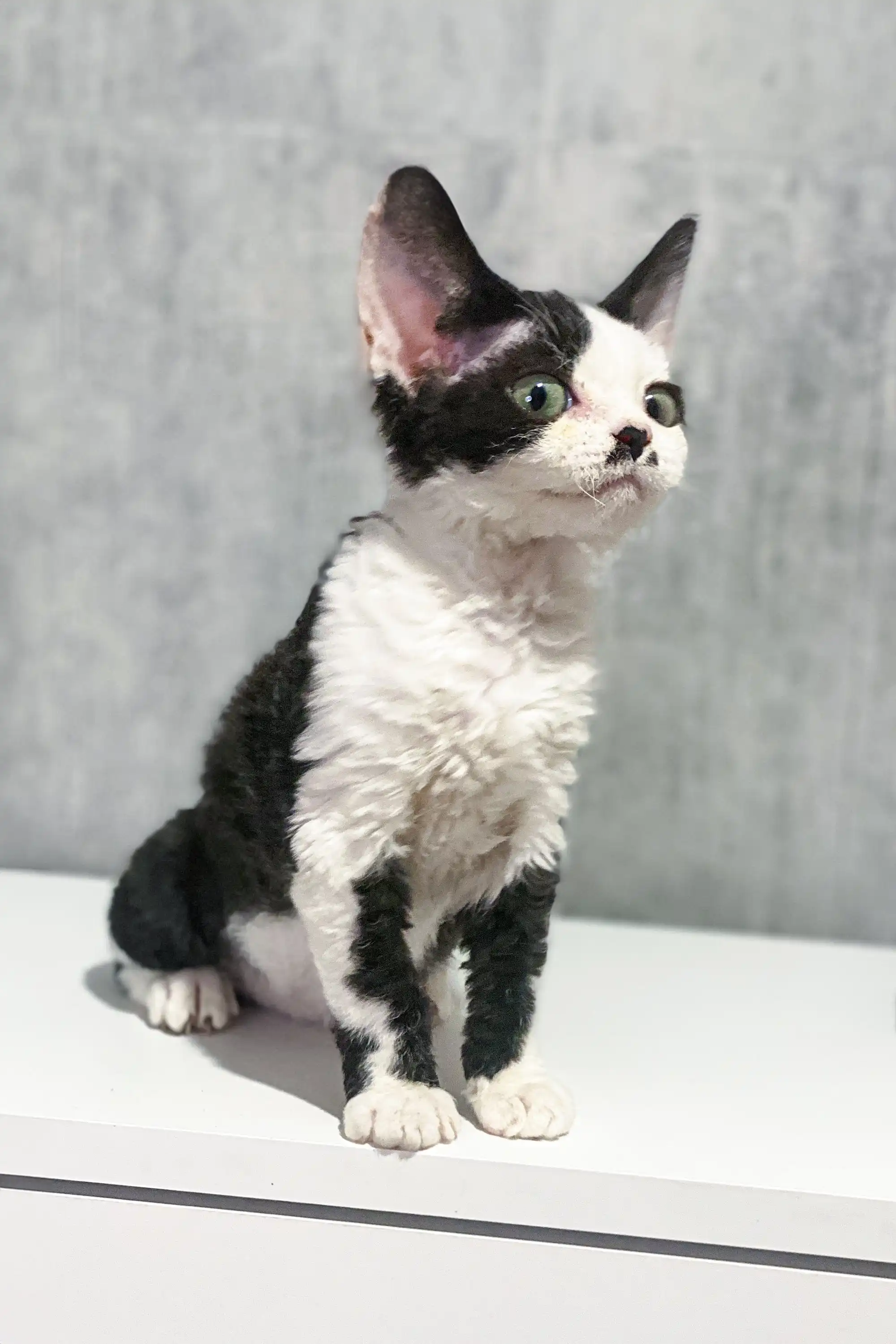 Kylie | Devon Rex Kitten - Image 2