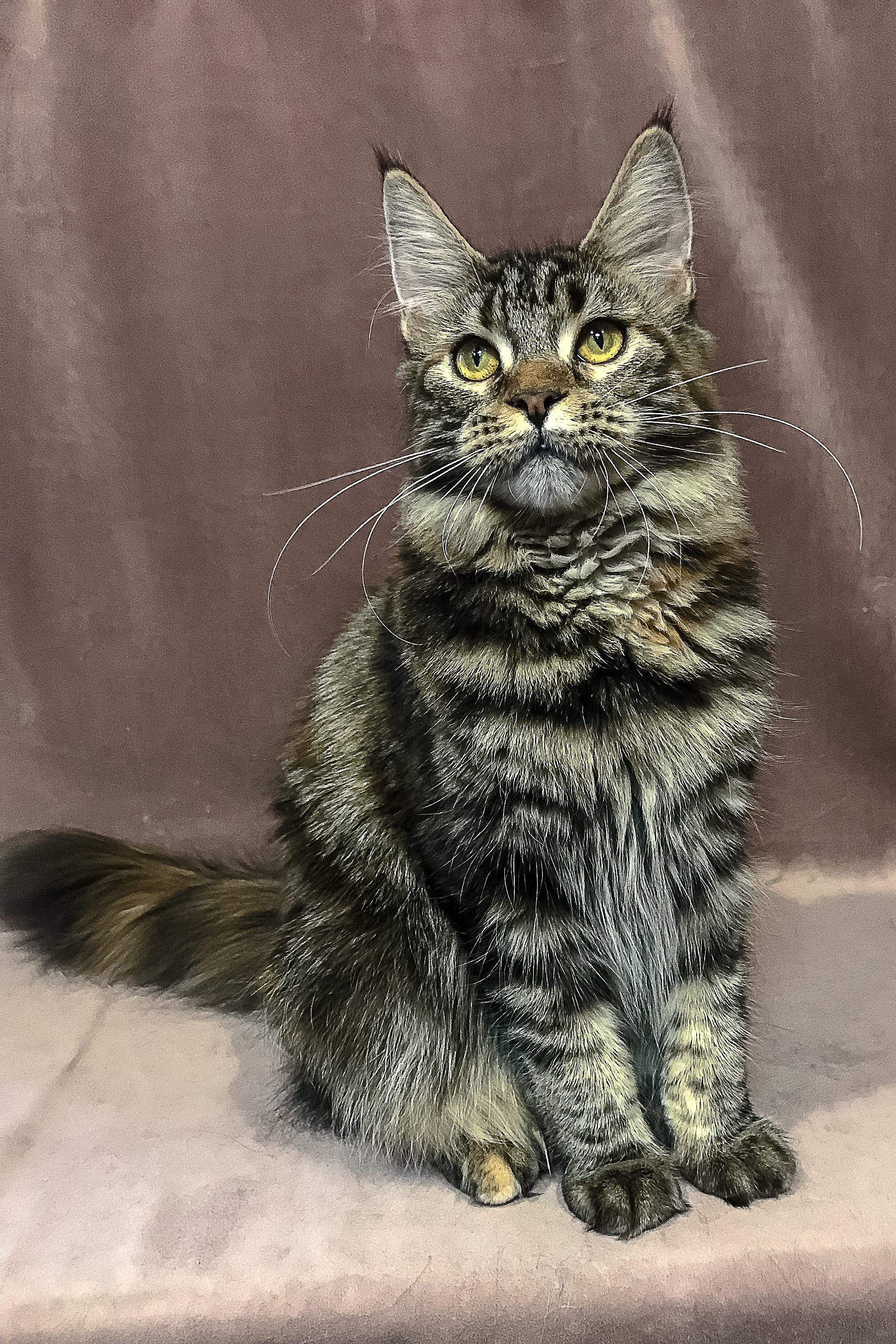 Lacoste | Maine Coon Kitten - Image 7