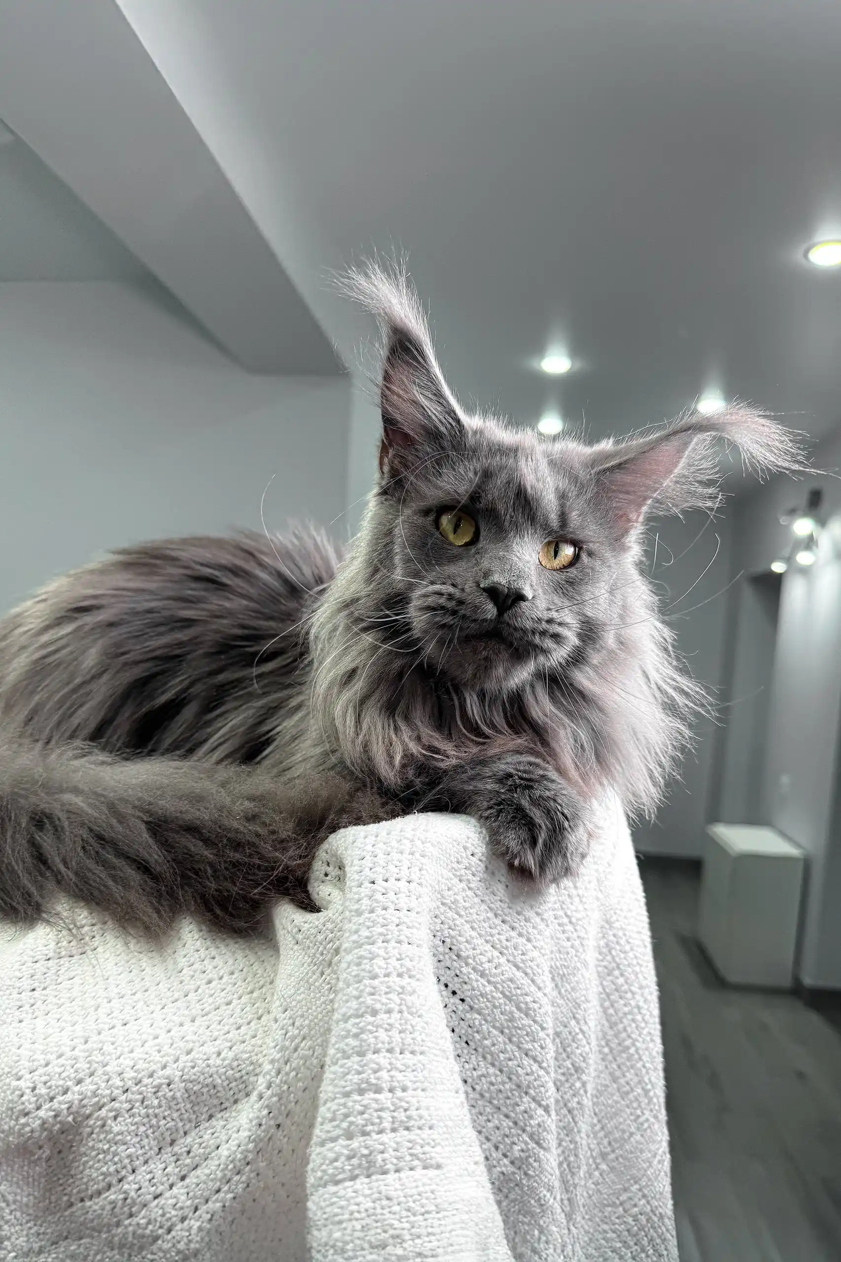 Lagune | Maine Coon Kitten - Image 2