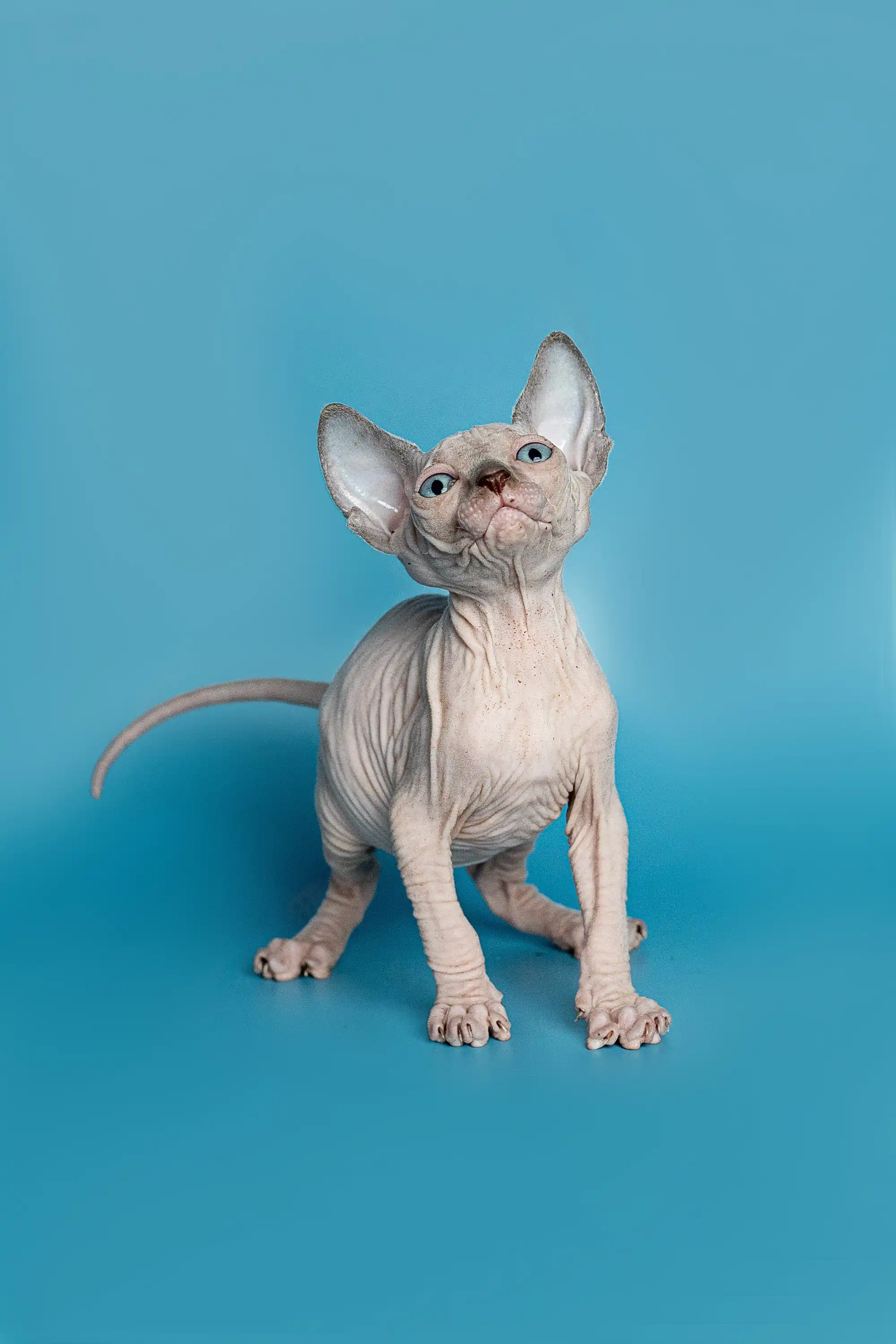 Lala | Elf Straight Kitten - Image 10