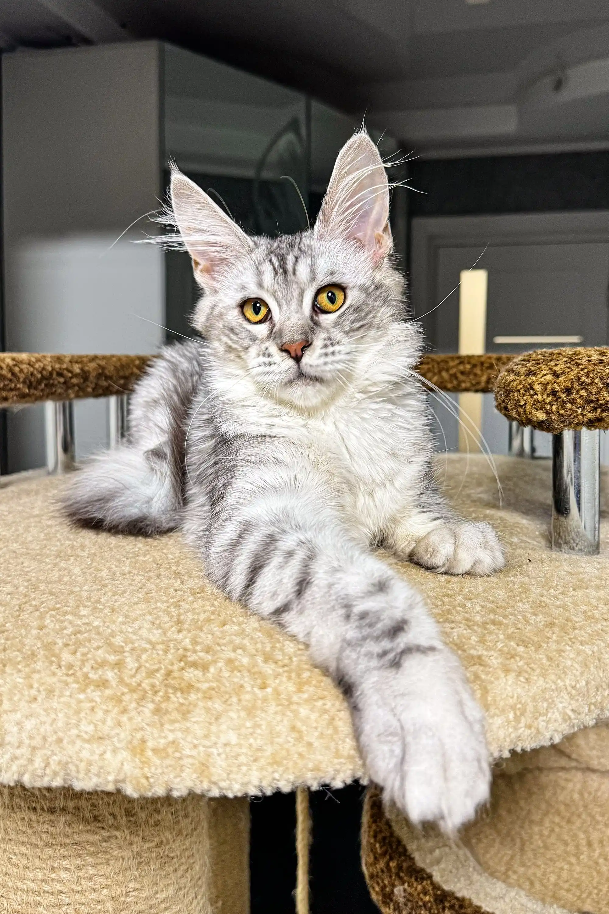 Lala | Maine Coon Kitten - Image 2