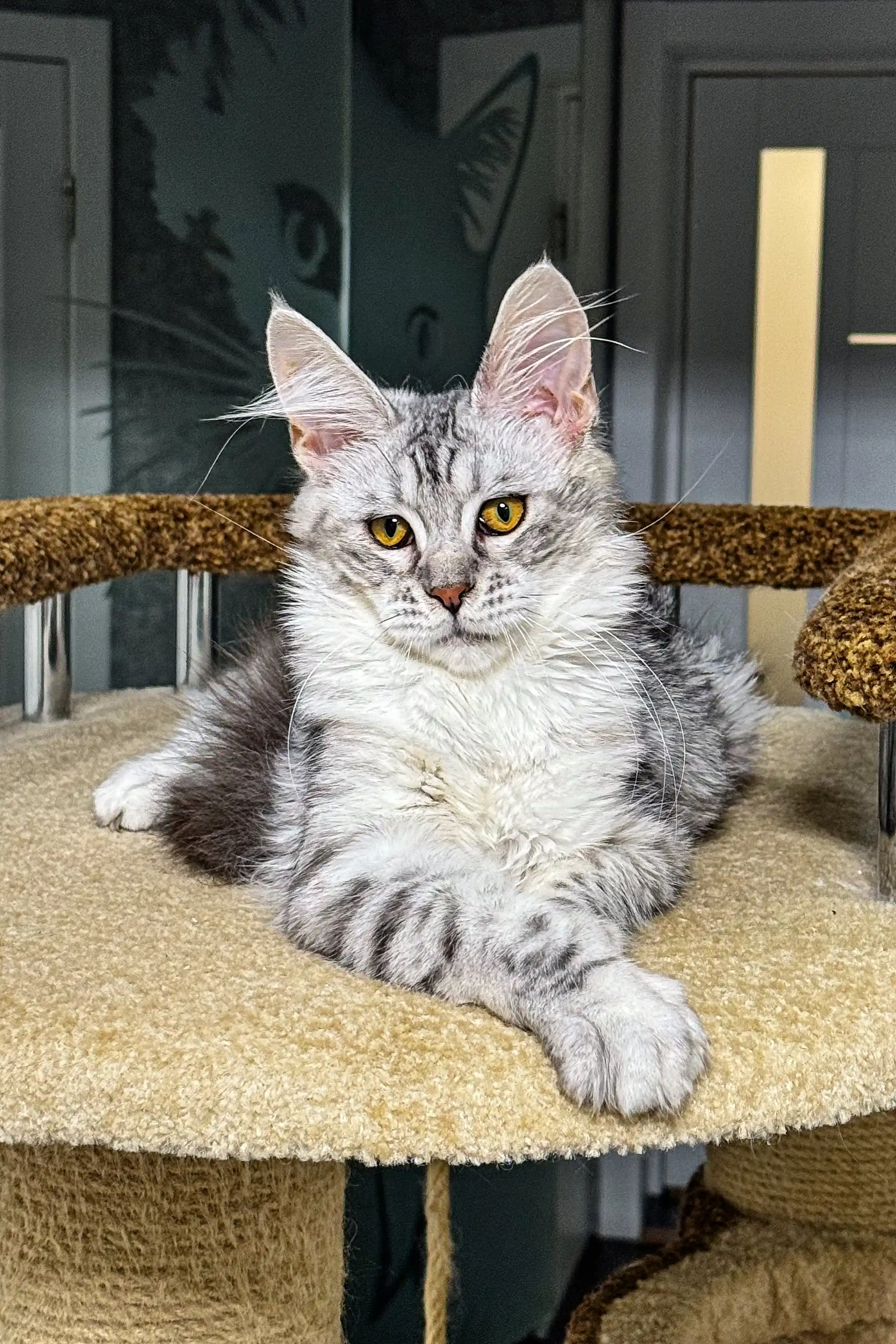 Lala | Maine Coon Kitten - Image 9
