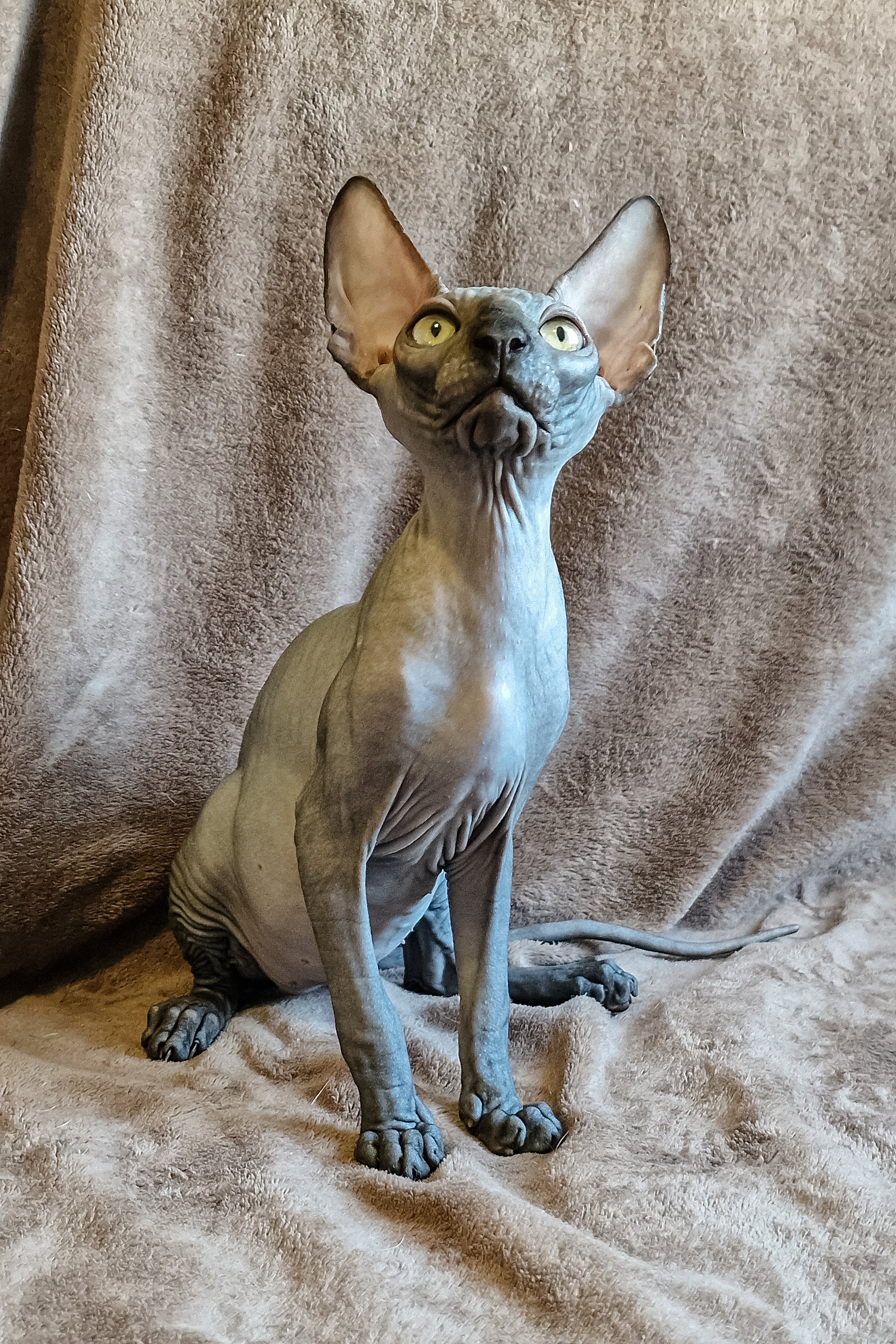 Lamura | Canadian Sphynx Kitten - Image 14