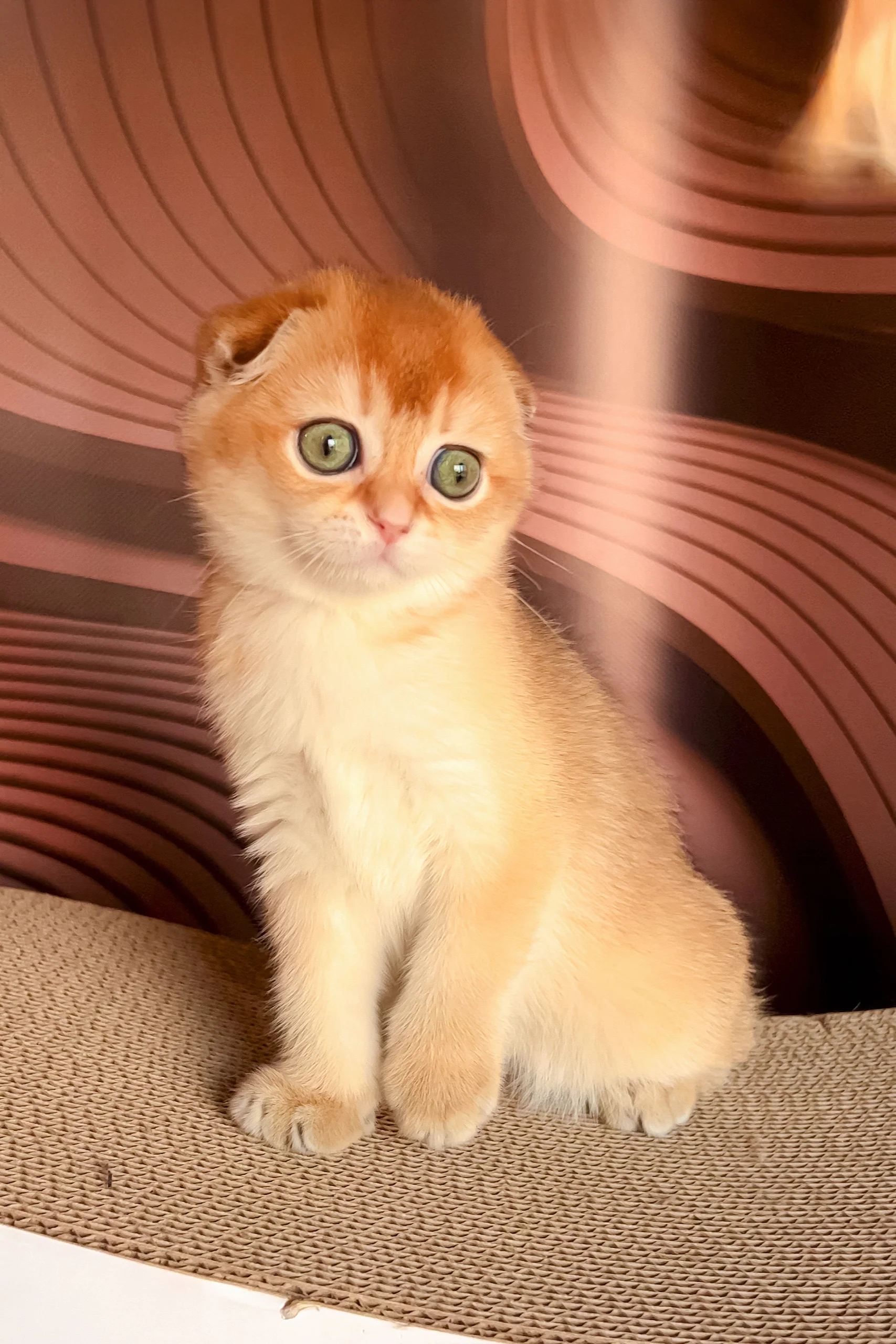 Lana | Scottish Fold Kitten - Image 2