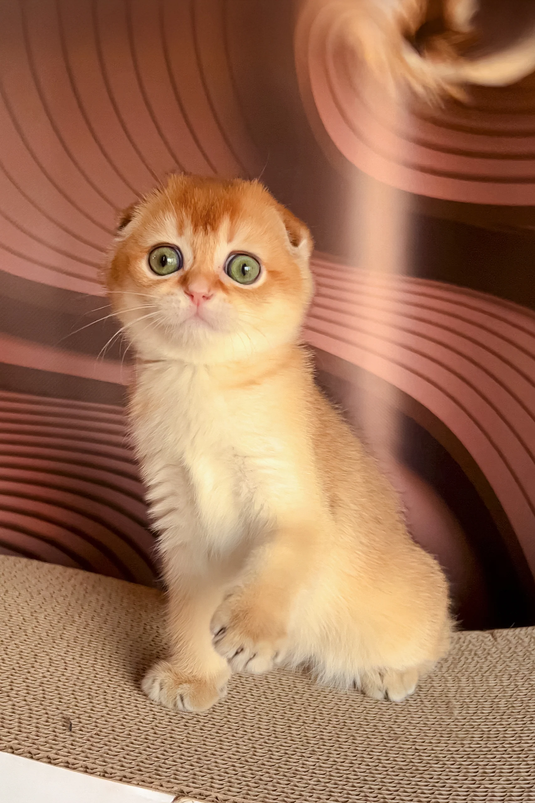 Lana | Scottish Fold Kitten - Image 3