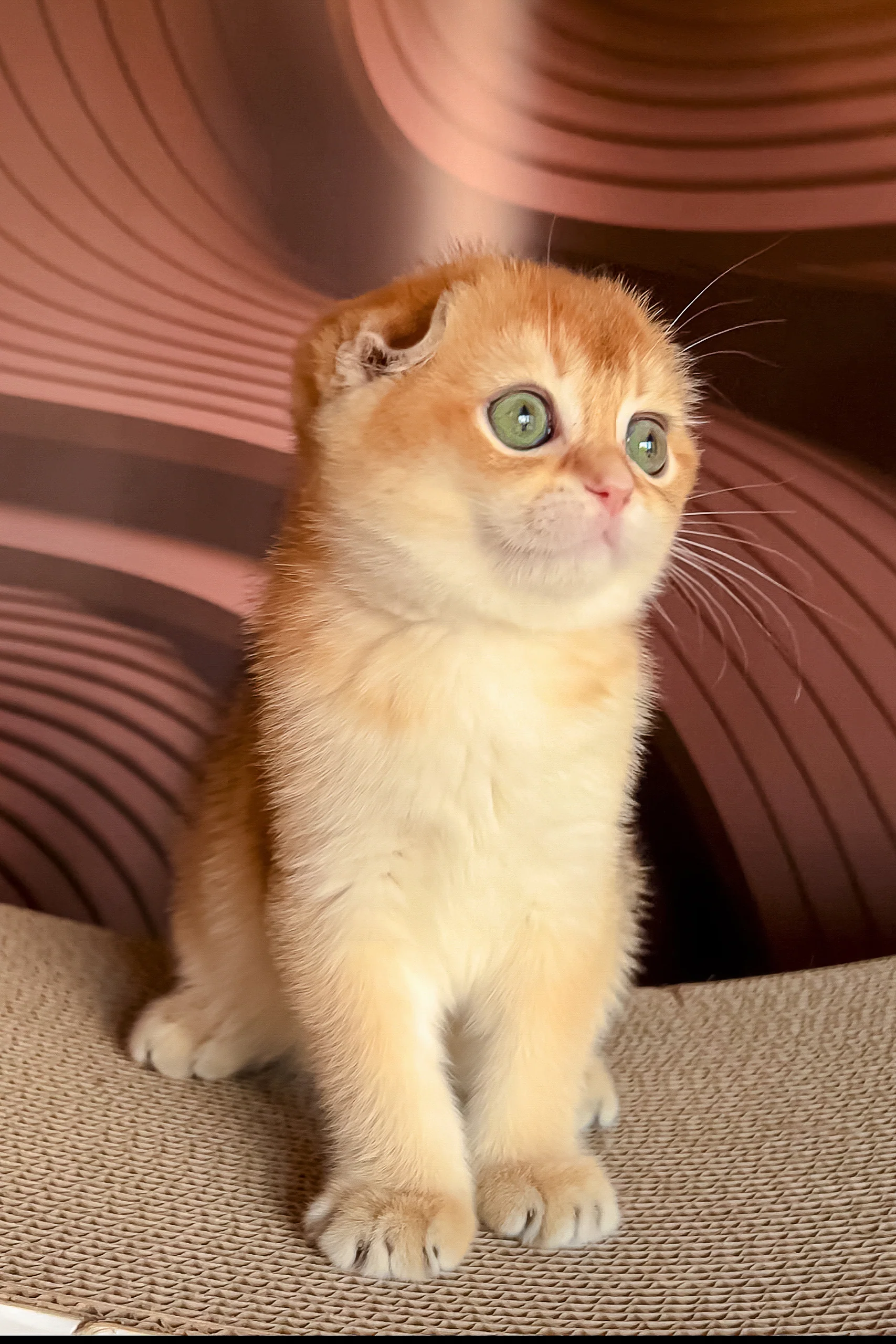 Lana | Scottish Fold Kitten - Image 6