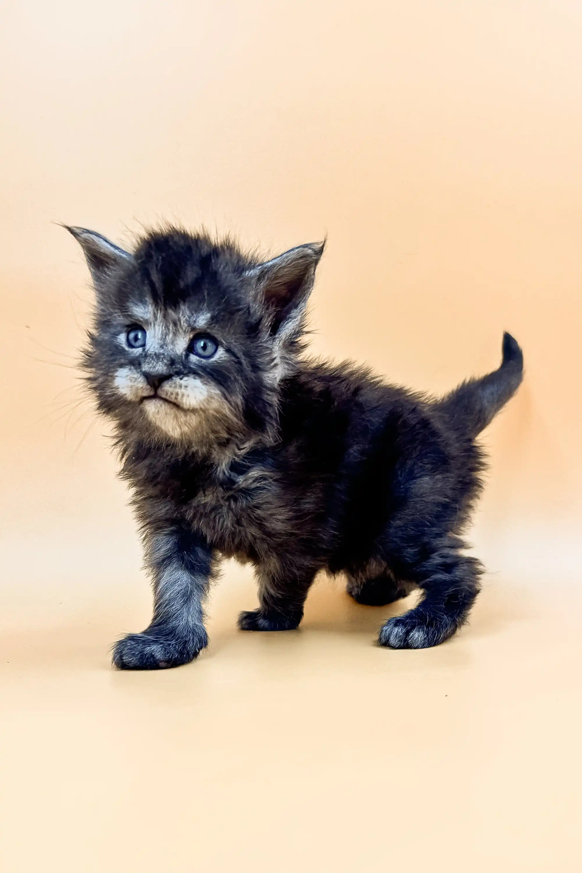 Lancom | Maine Coon Kitten - Image 11