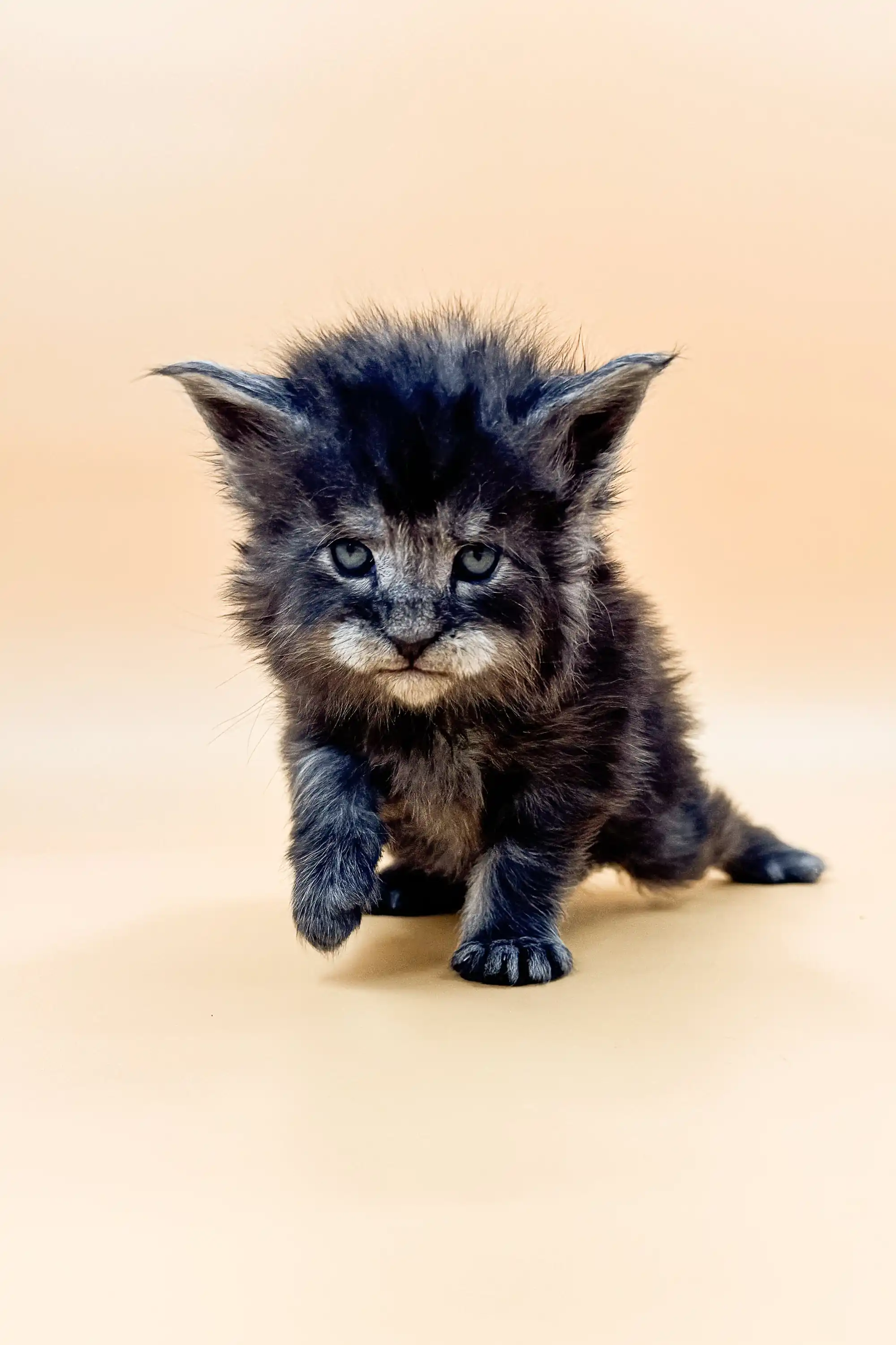 Lancom | Maine Coon Kitten - Image 2