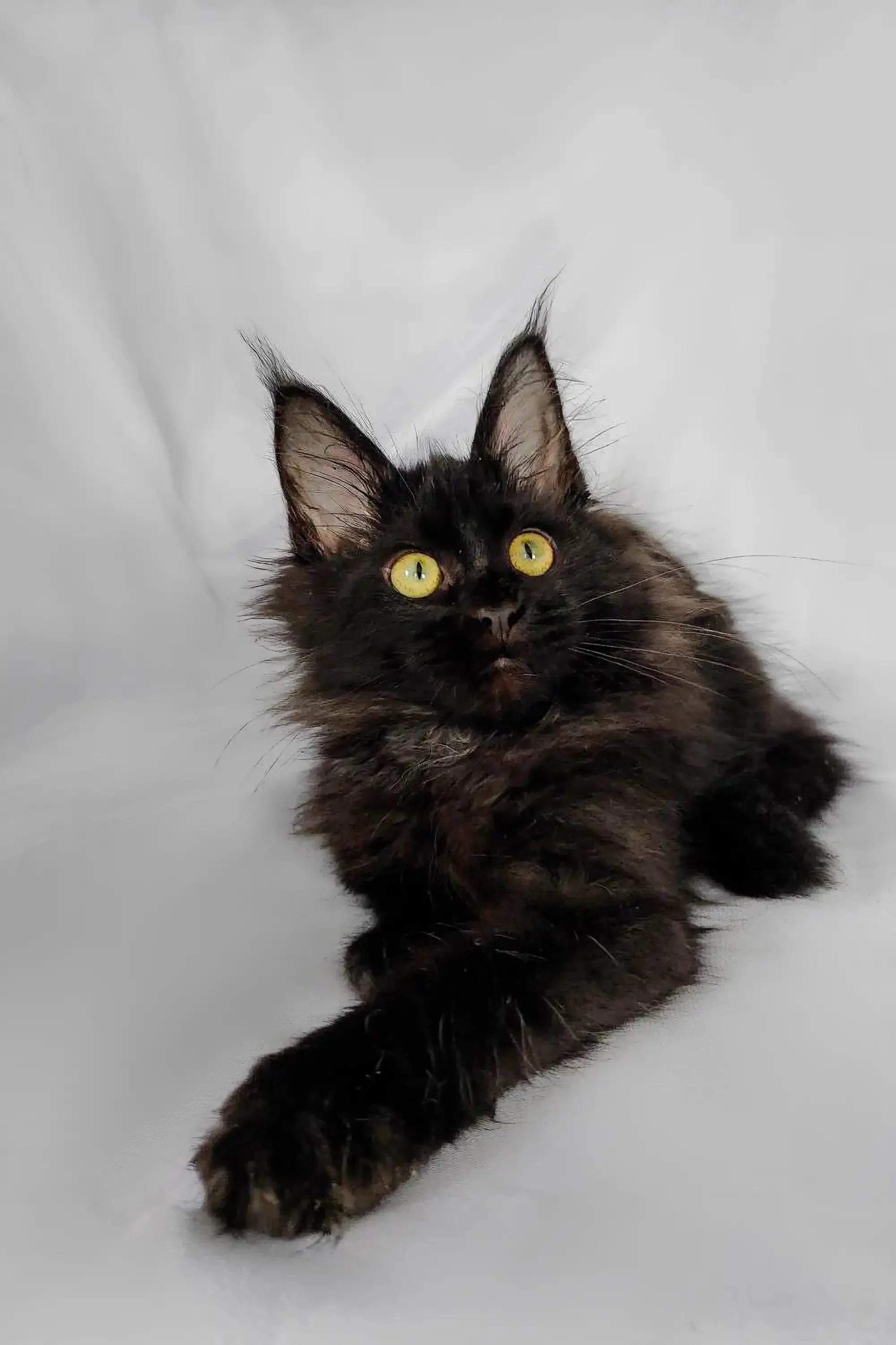 Larry | Maine Coon Kitten - Image 3