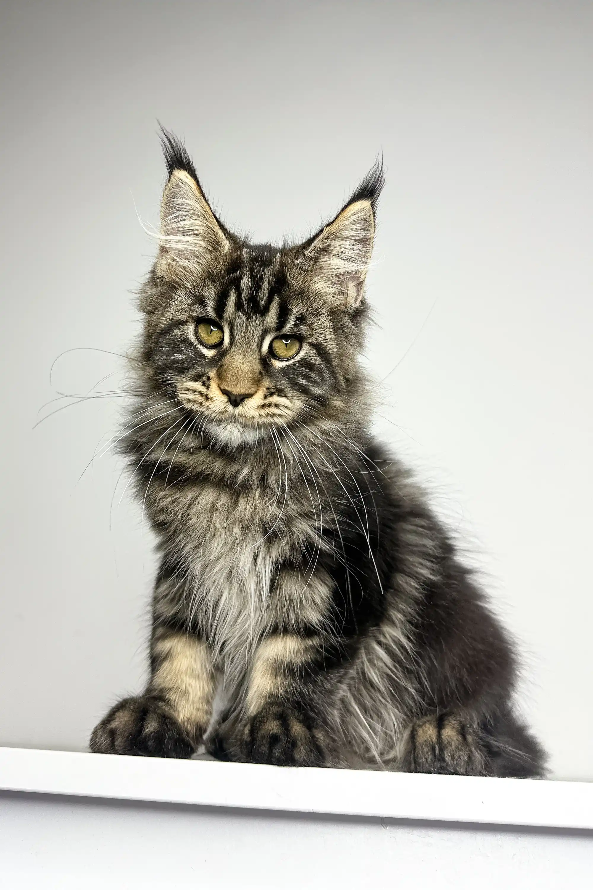 Latta | Maine Coon Kitten - Image 2