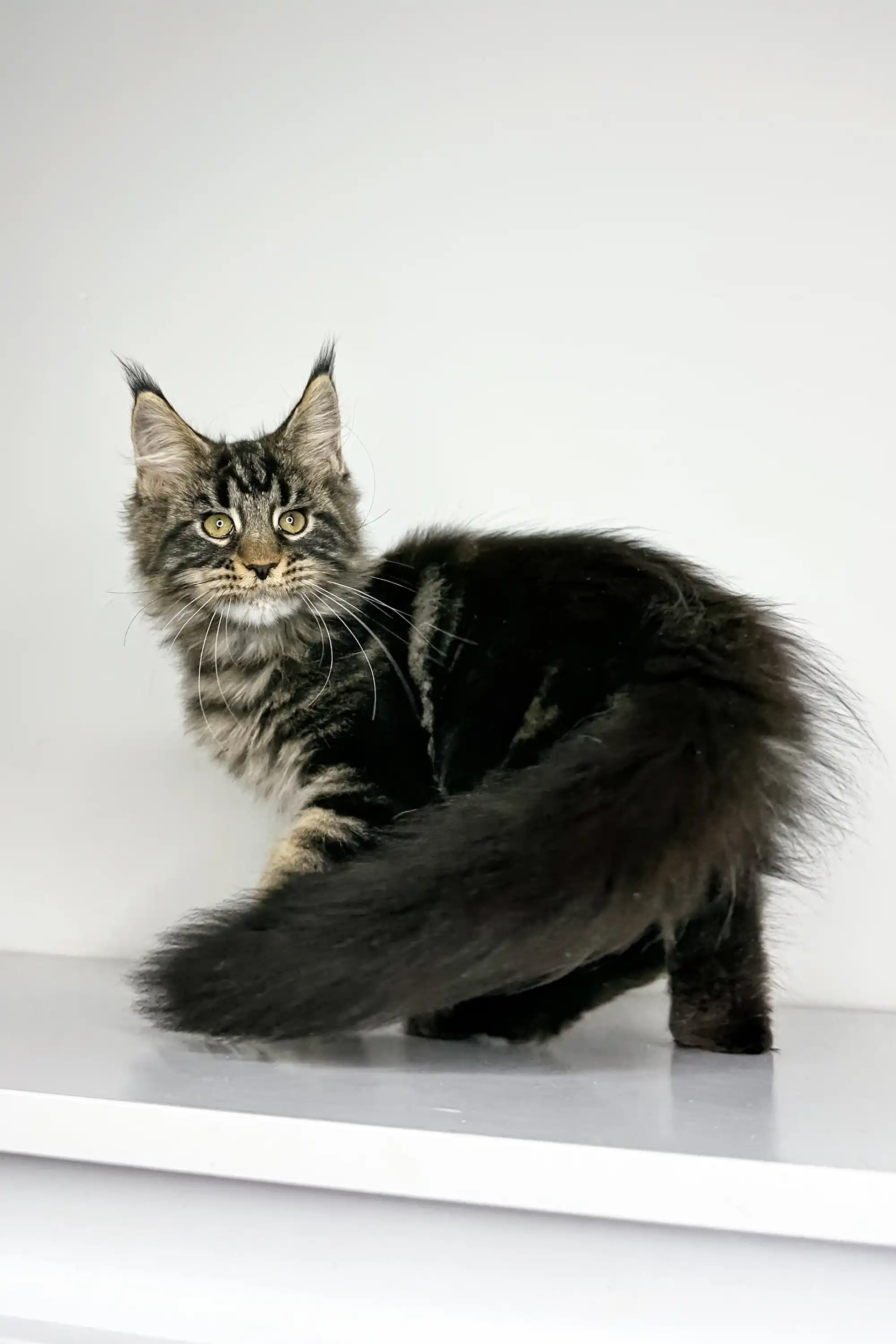 Latta | Maine Coon Kitten - Image 5