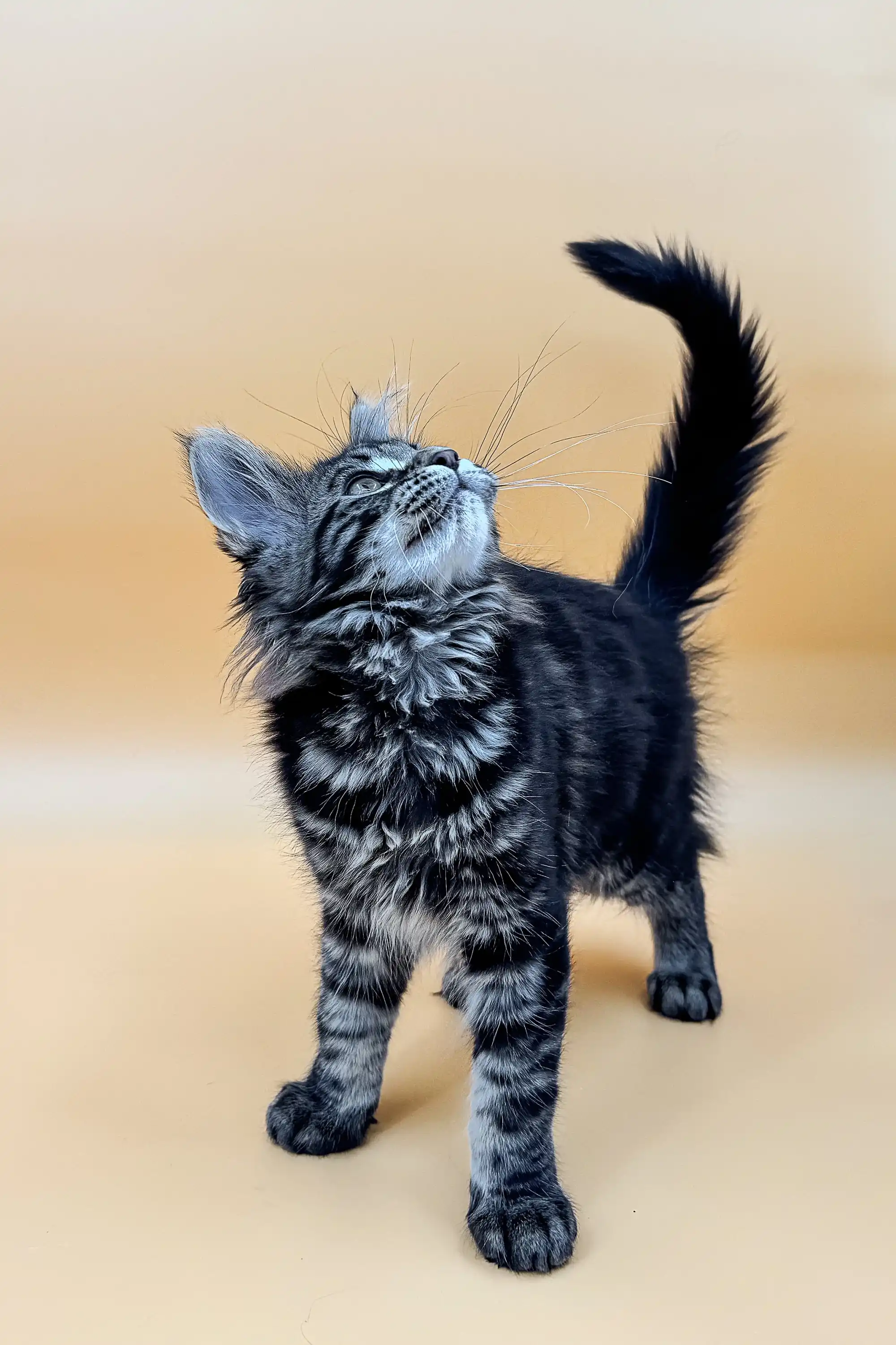 Laura | Maine Coon Kitten - Image 3