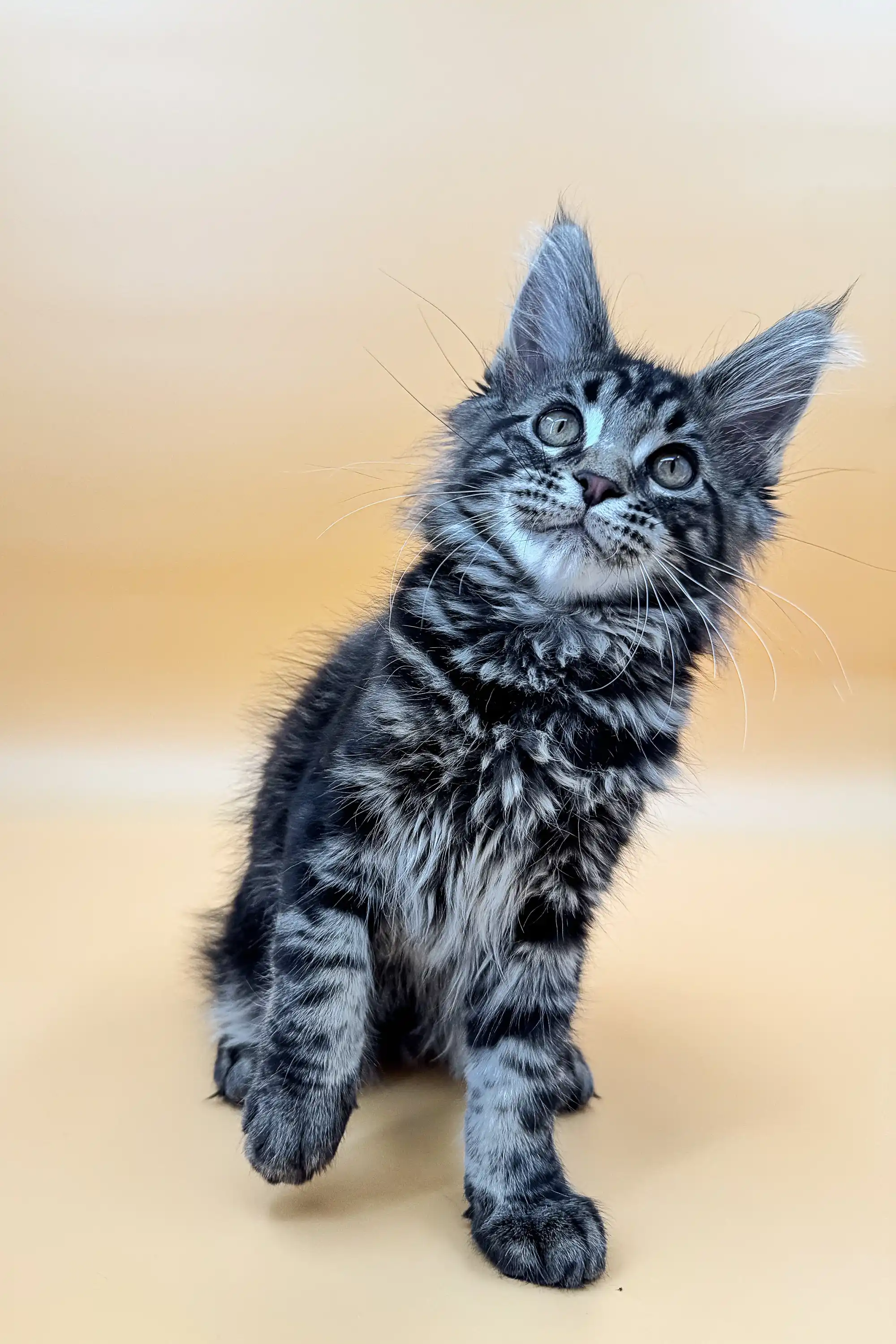Laura | Maine Coon Kitten - Image 4