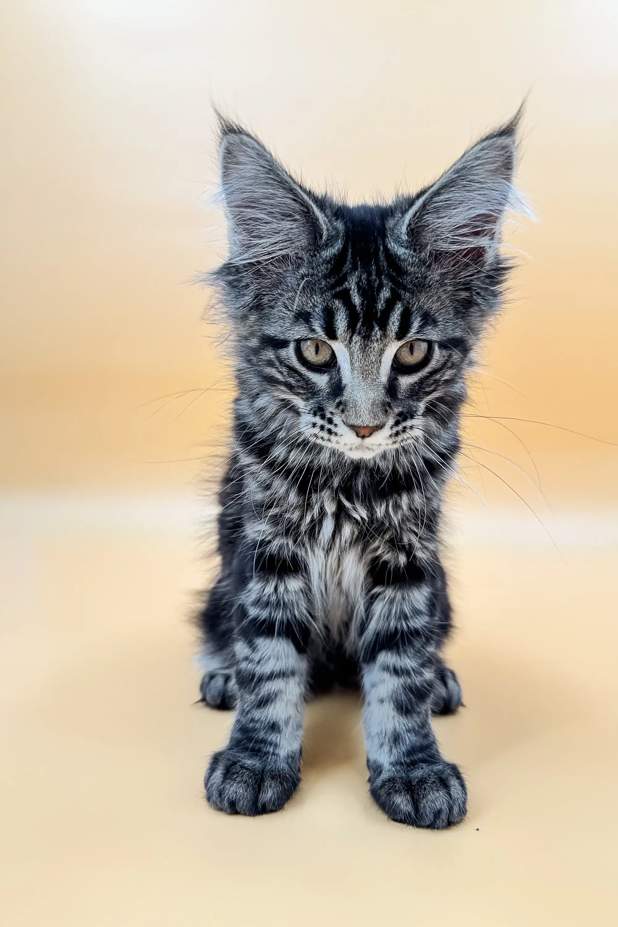Laura | Maine Coon Kitten - Image 5