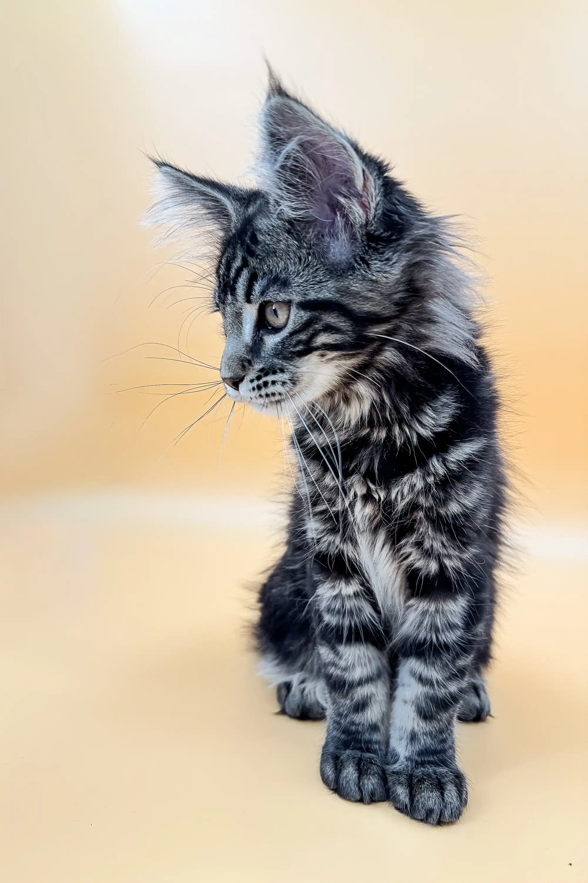Laura | Maine Coon Kitten - Image 6