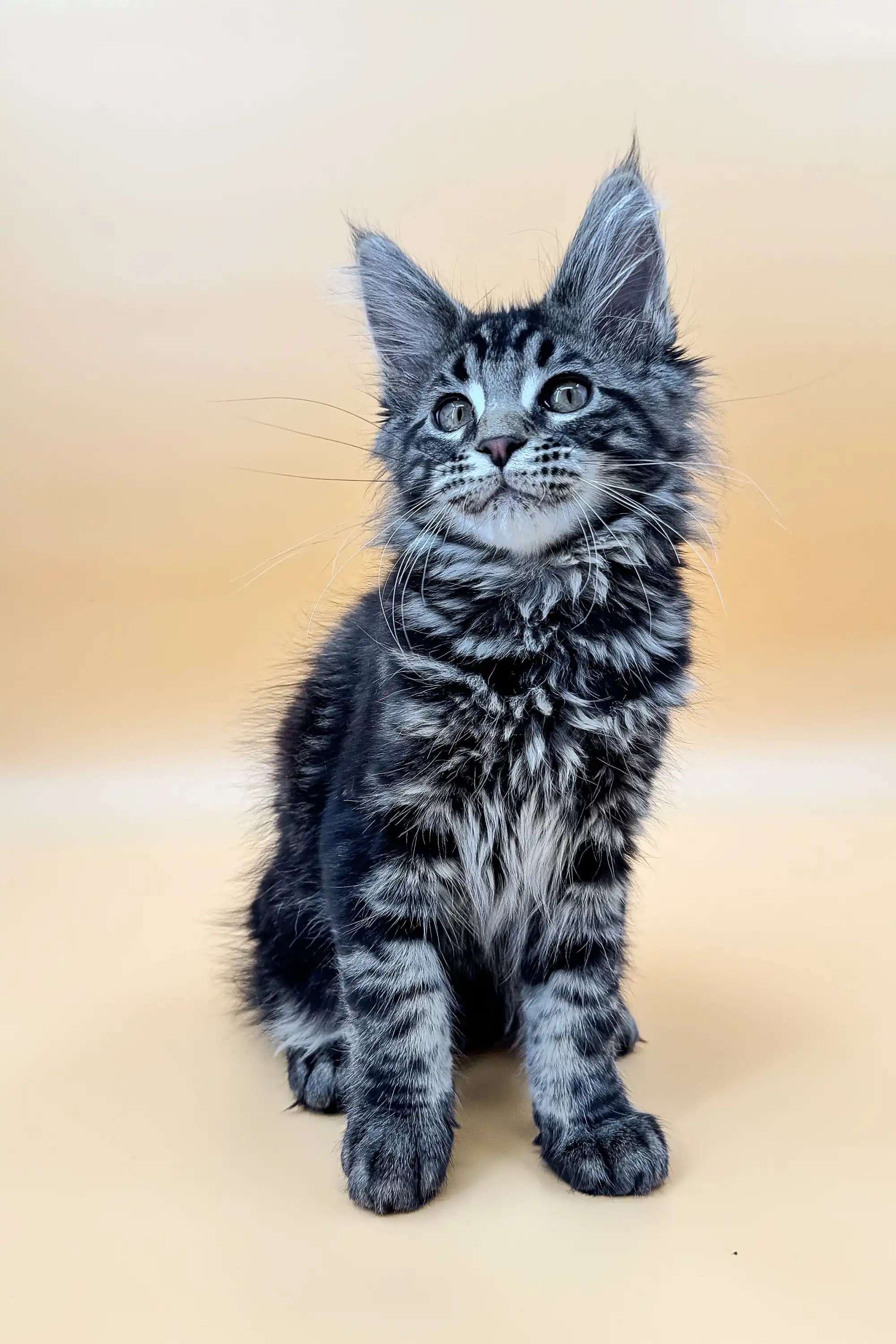 Laura | Maine Coon Kitten - Image 8