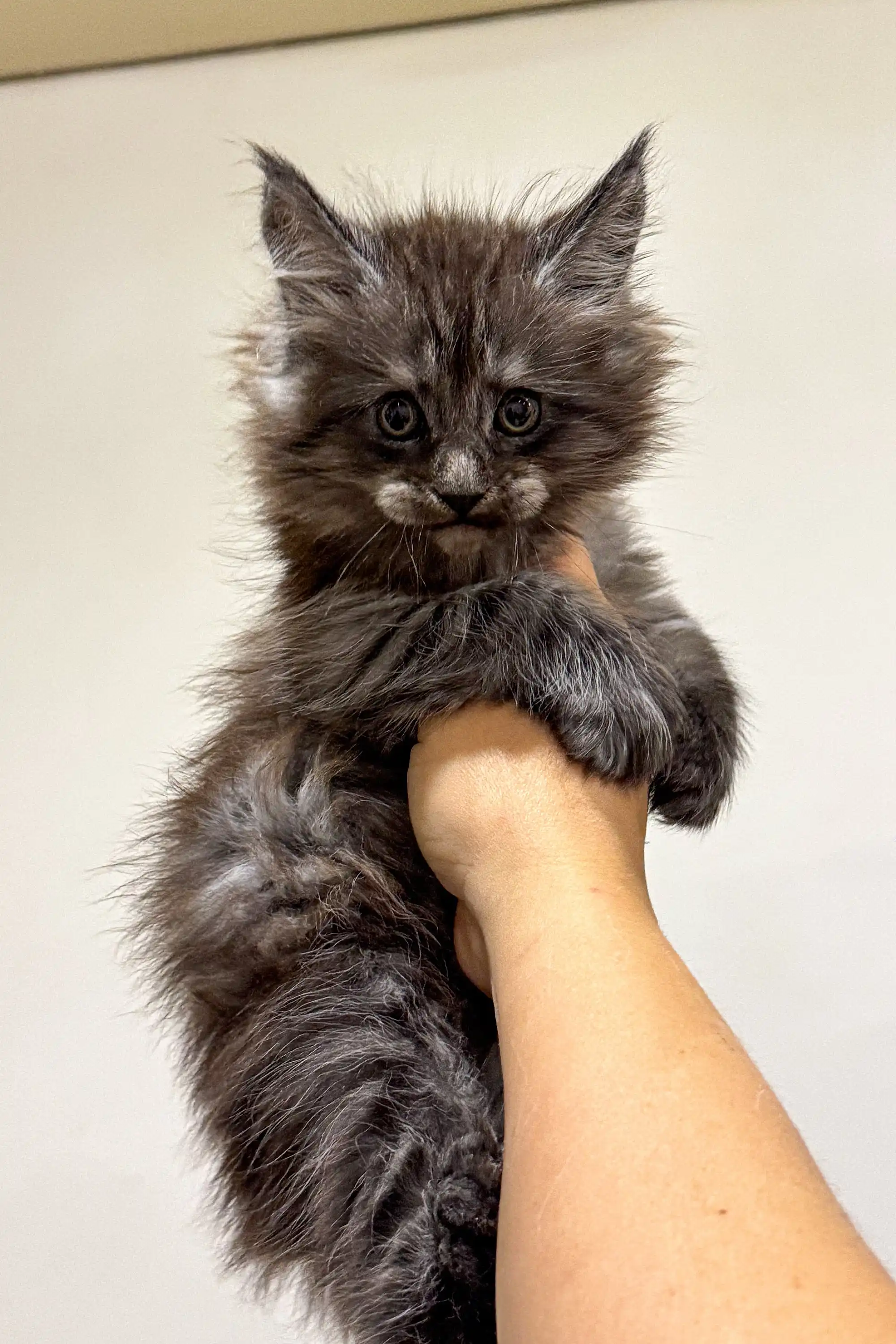 Lavr | Maine Coon Kitten - Image 17