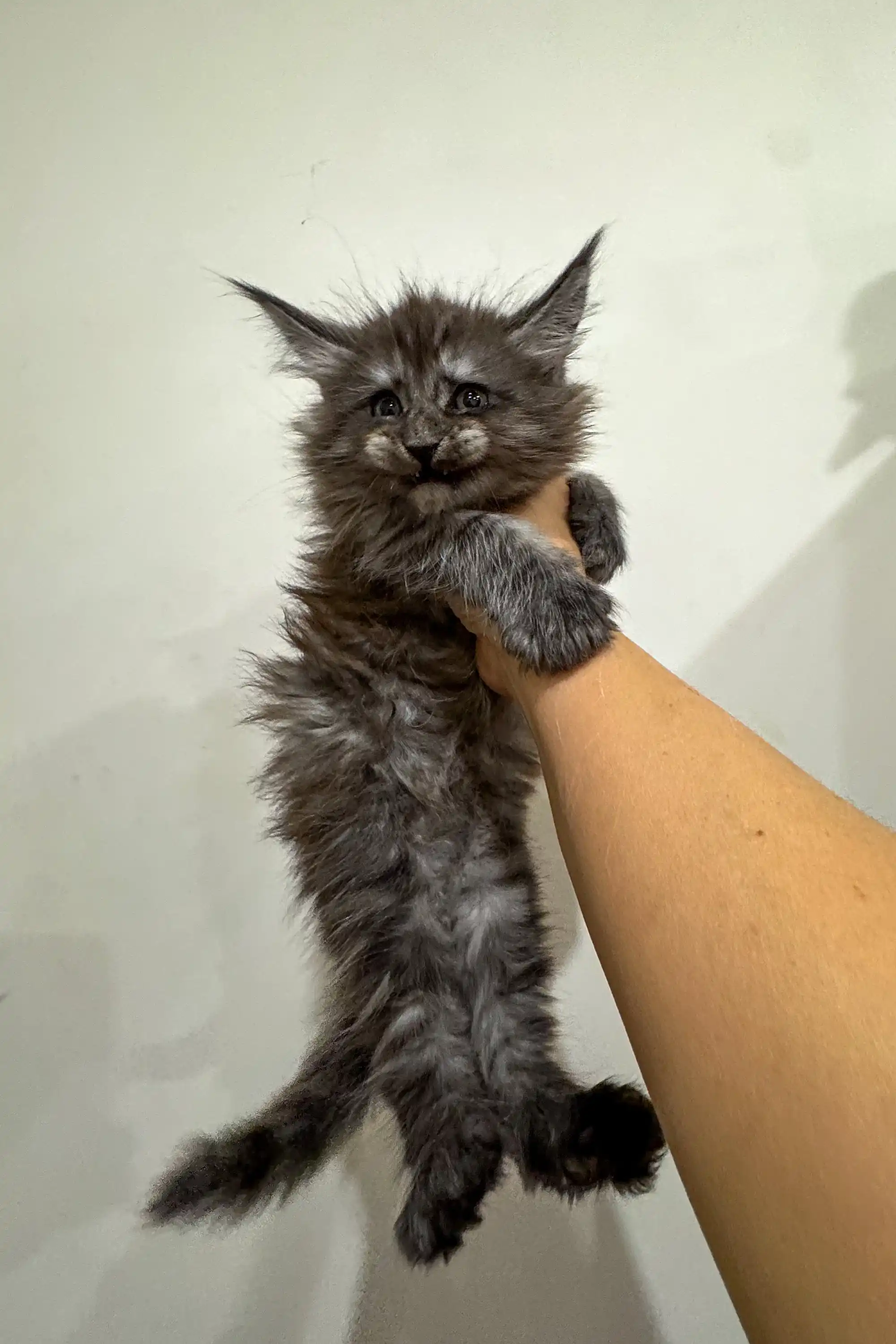 Lavr | Maine Coon Kitten - Image 19