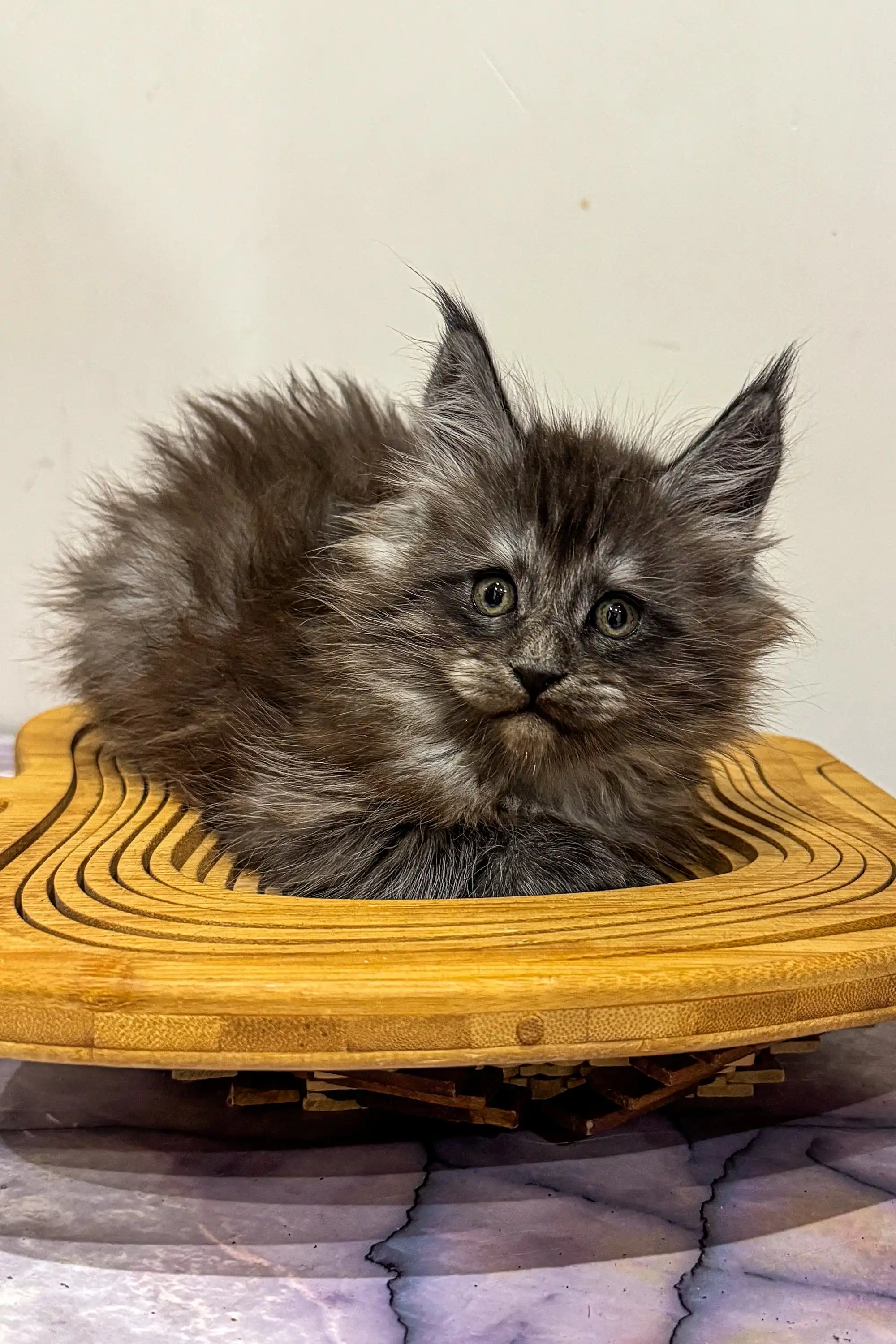Lavr | Maine Coon Kitten - Image 2