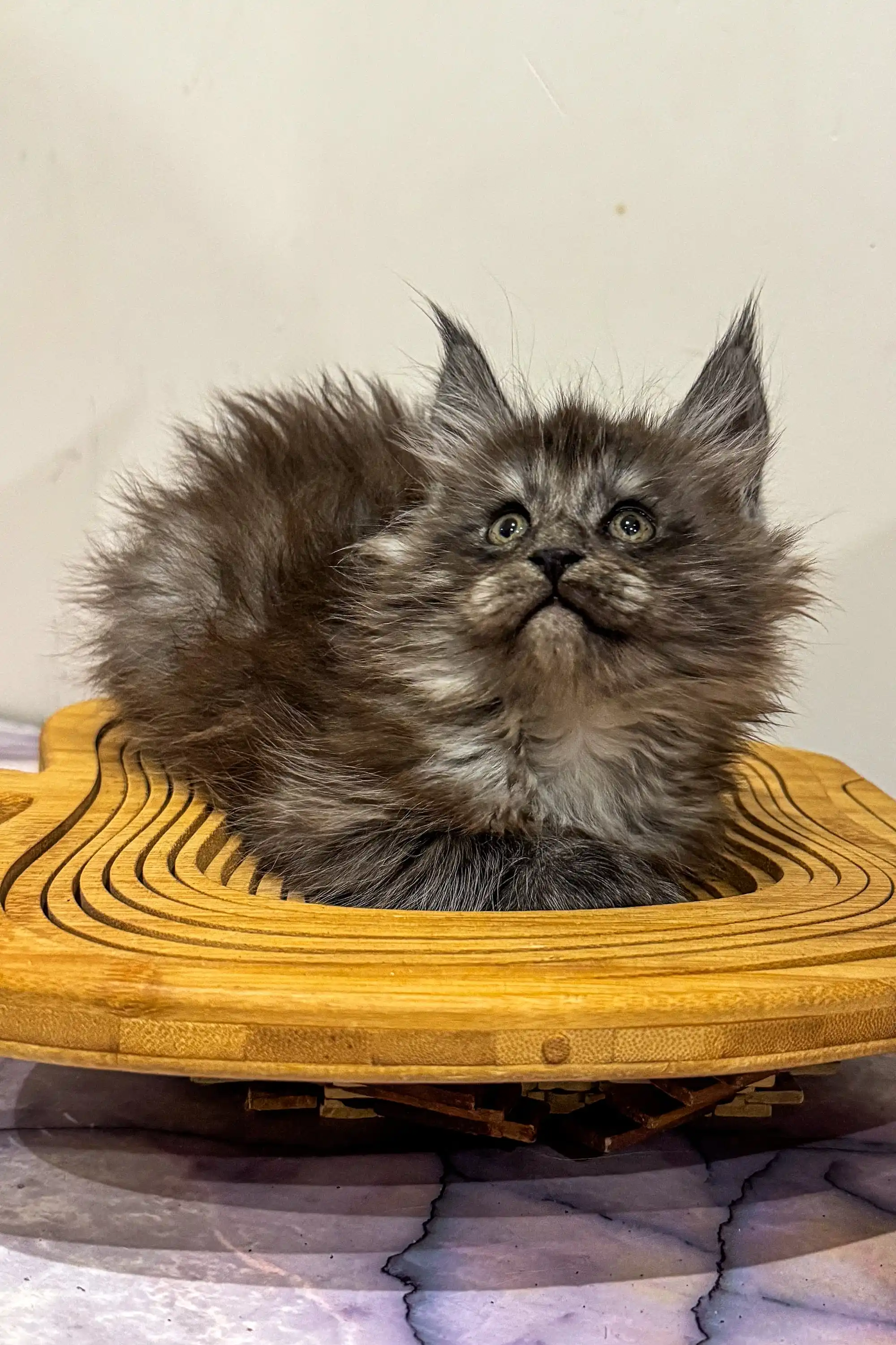 Lavr | Maine Coon Kitten - Image 4