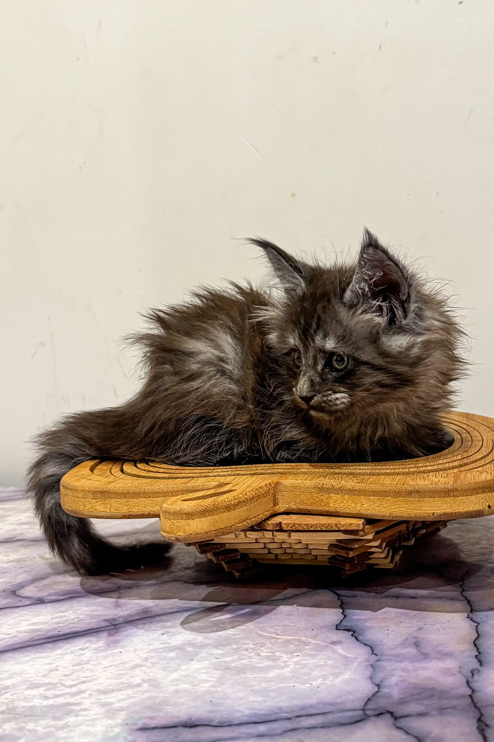 Lavr | Maine Coon Kitten - Image 9