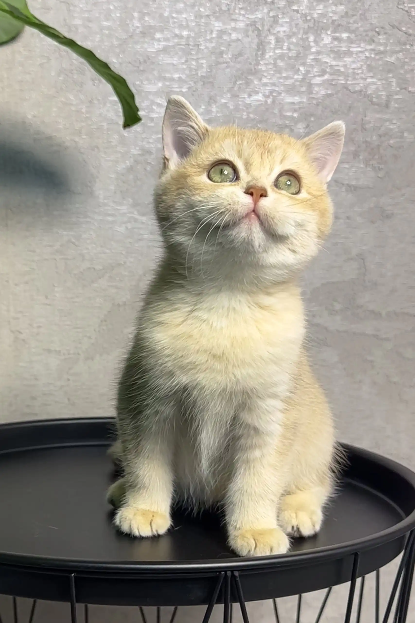 Layla | British Shorthair Kitten - Image 2