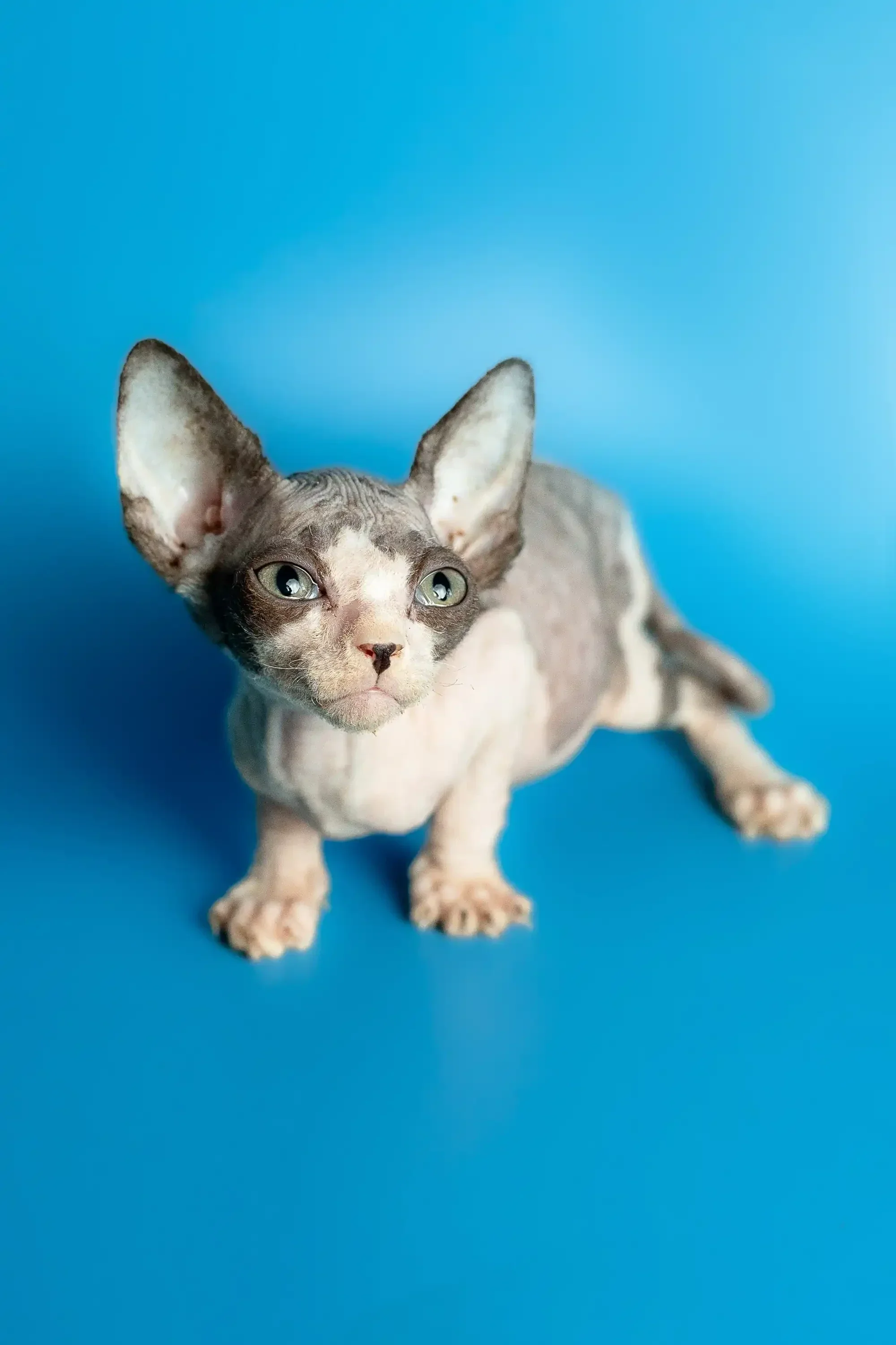 Leila | Sphynx Kitten - Image 10