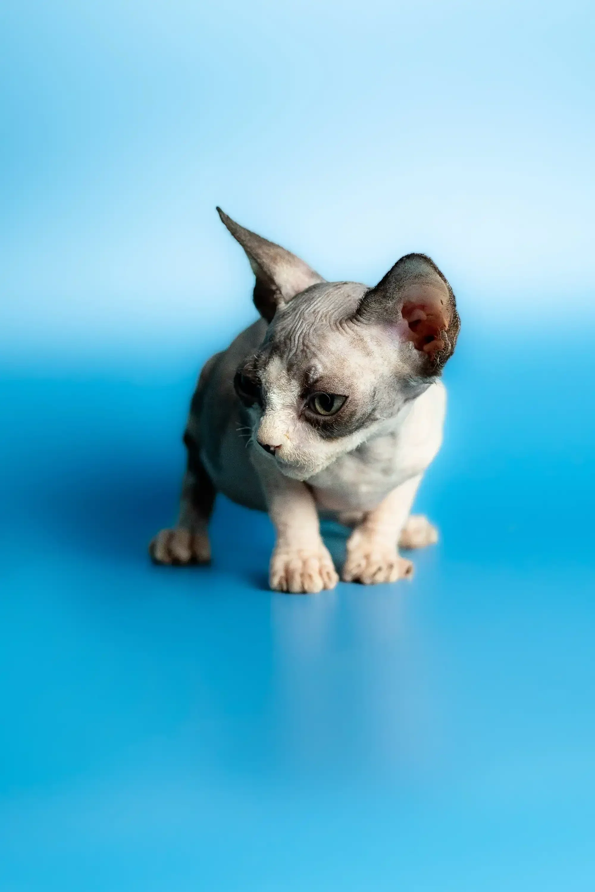 Leila | Sphynx Kitten - Image 11