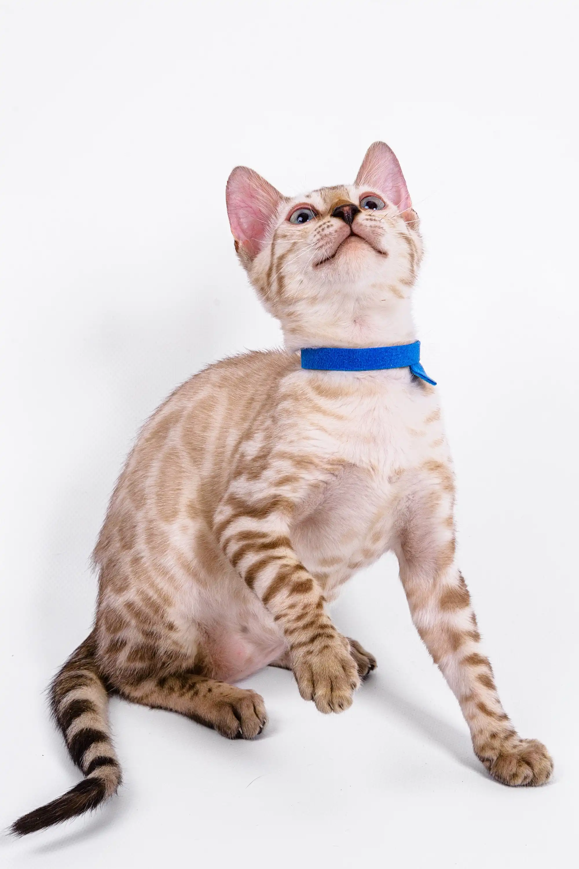 Leo | Bengal Kitten - Image 4