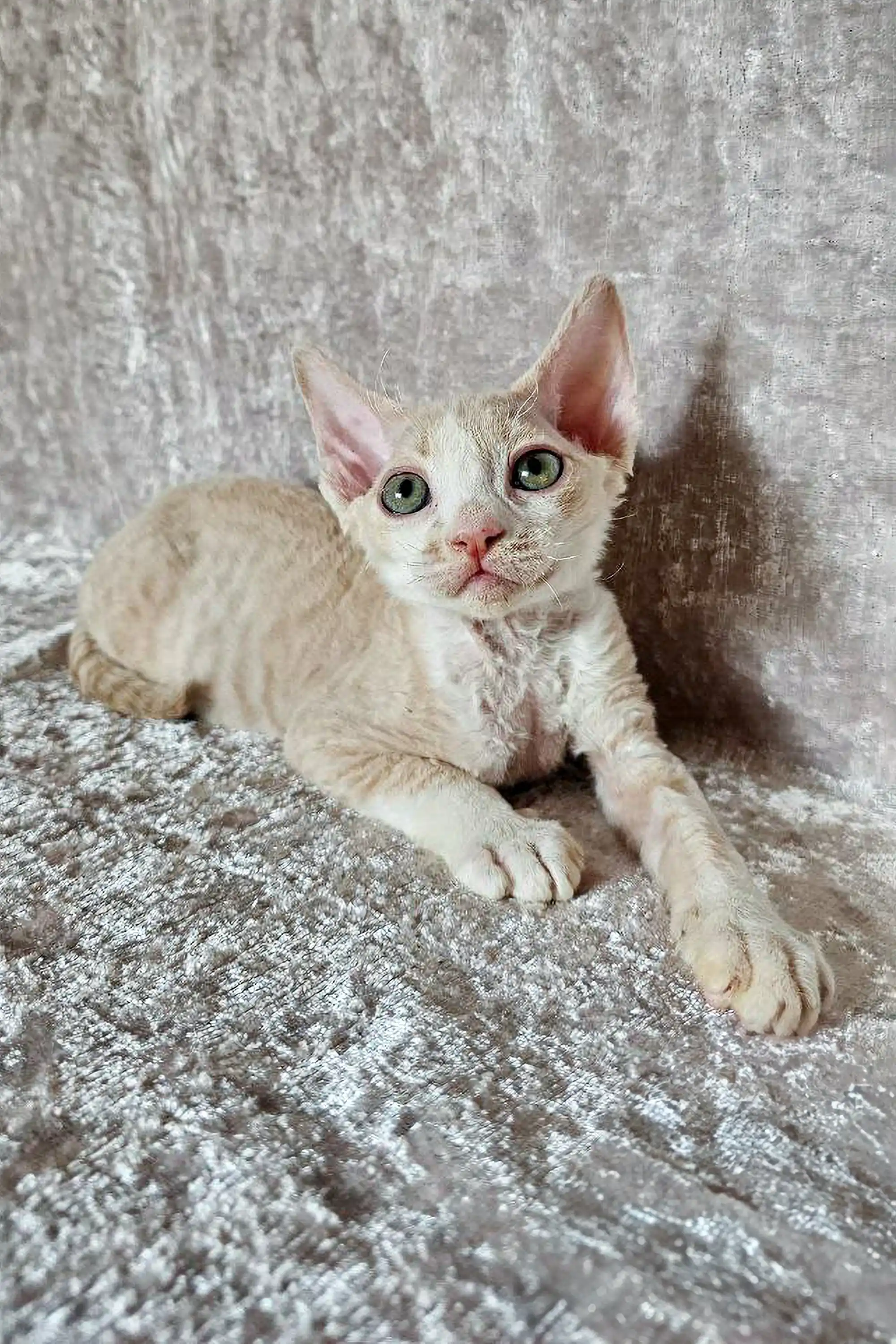 Leo | Devon Rex Kitten - Image 11