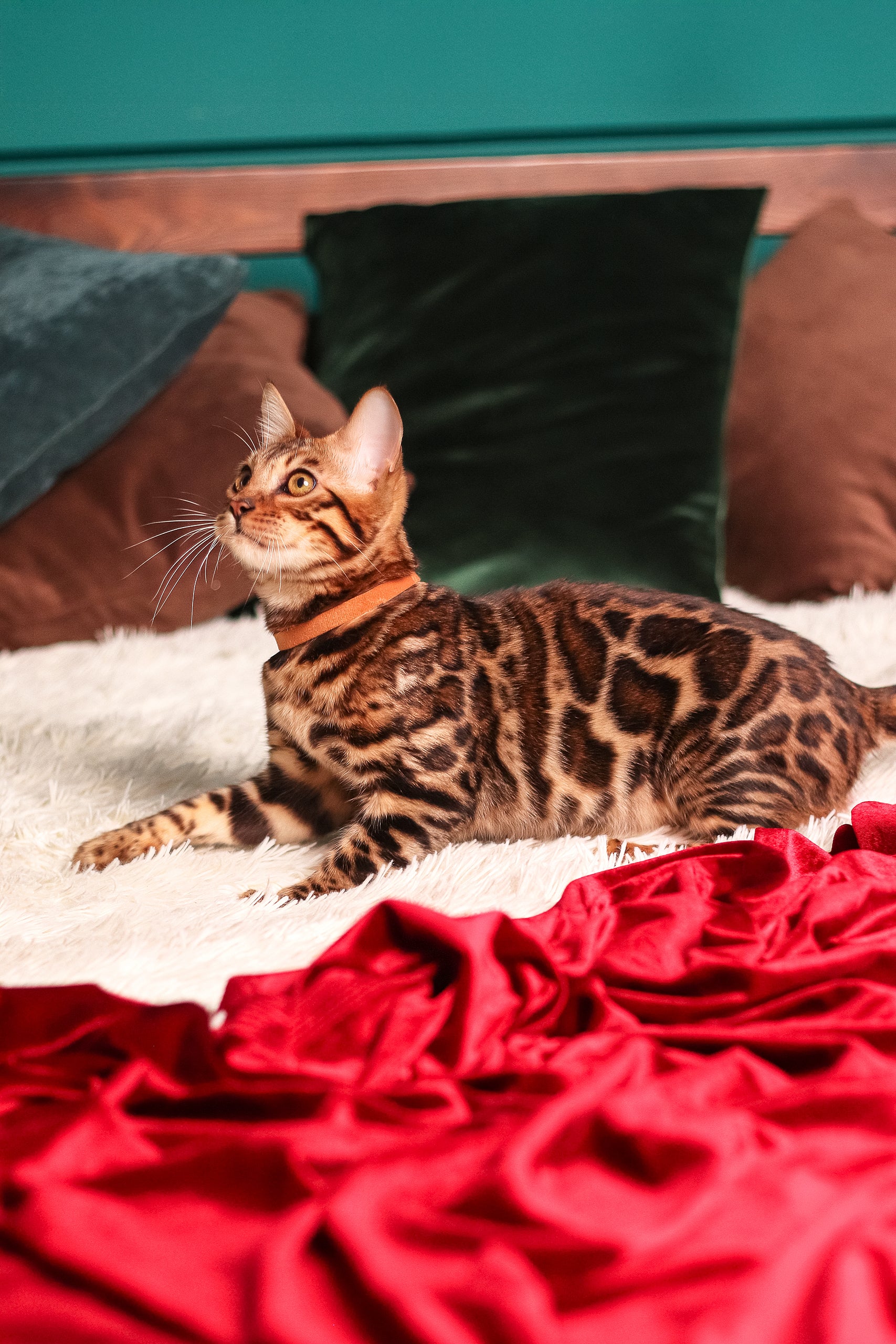 Leon | Bengal Kitten - Image 9