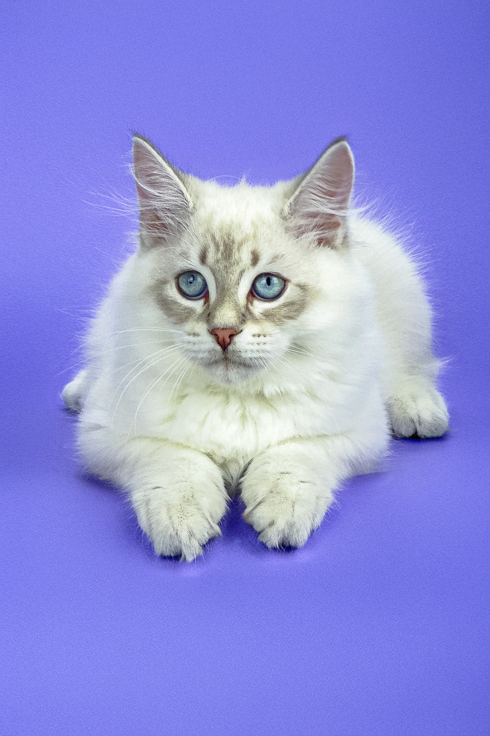 Leon | Siberian Kitten - Image 4