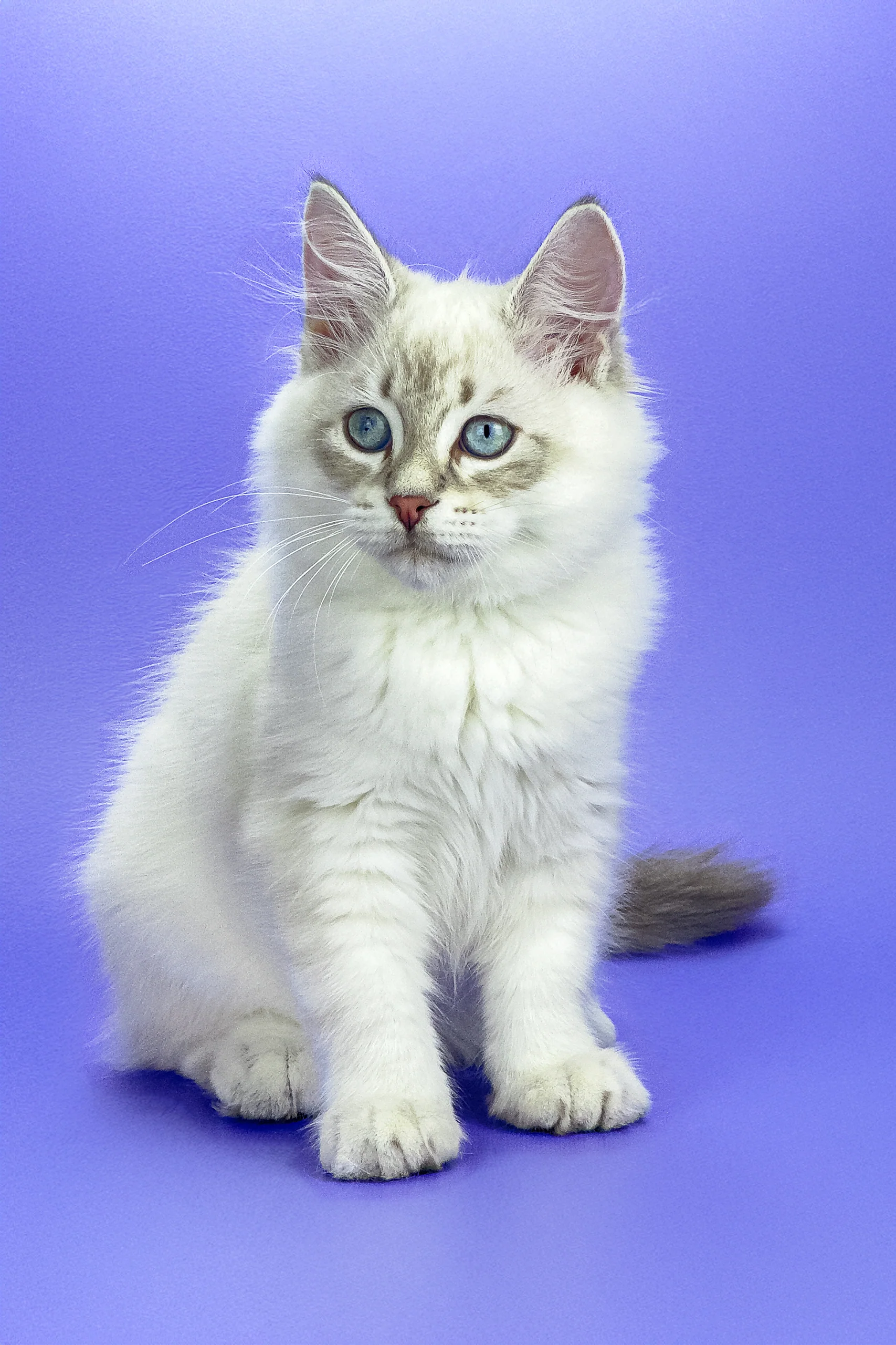 Leon | Siberian Kitten - Image 6