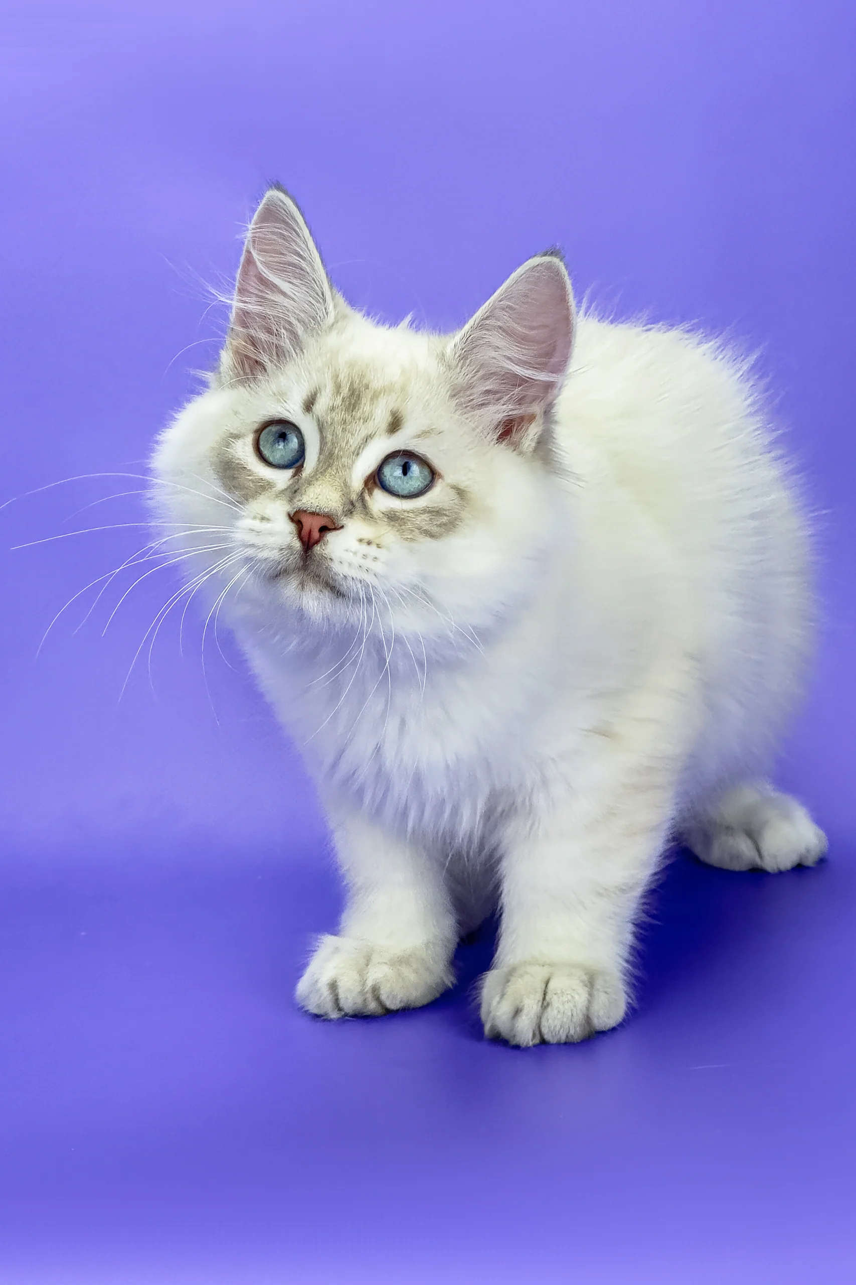 Leon | Siberian Kitten - Image 7