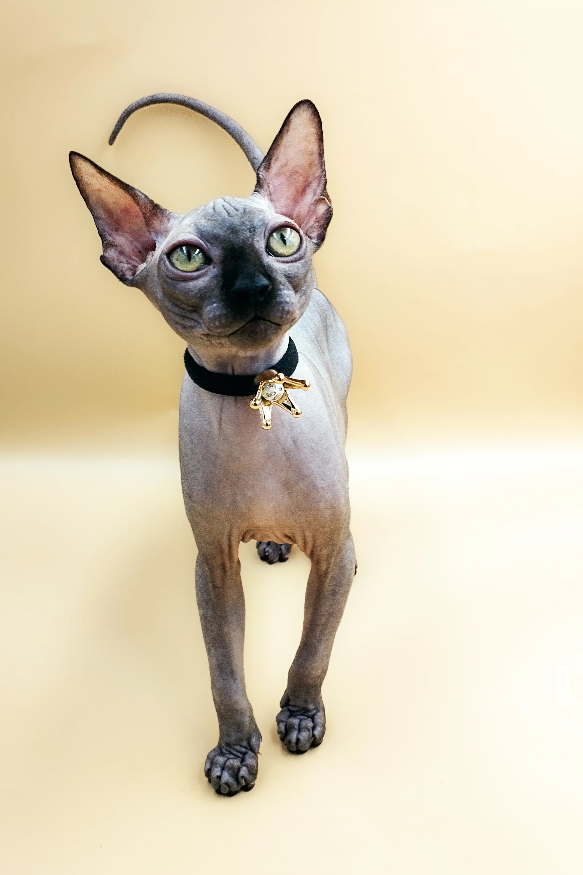 Leroy | Sphynx Kitten - Image 3