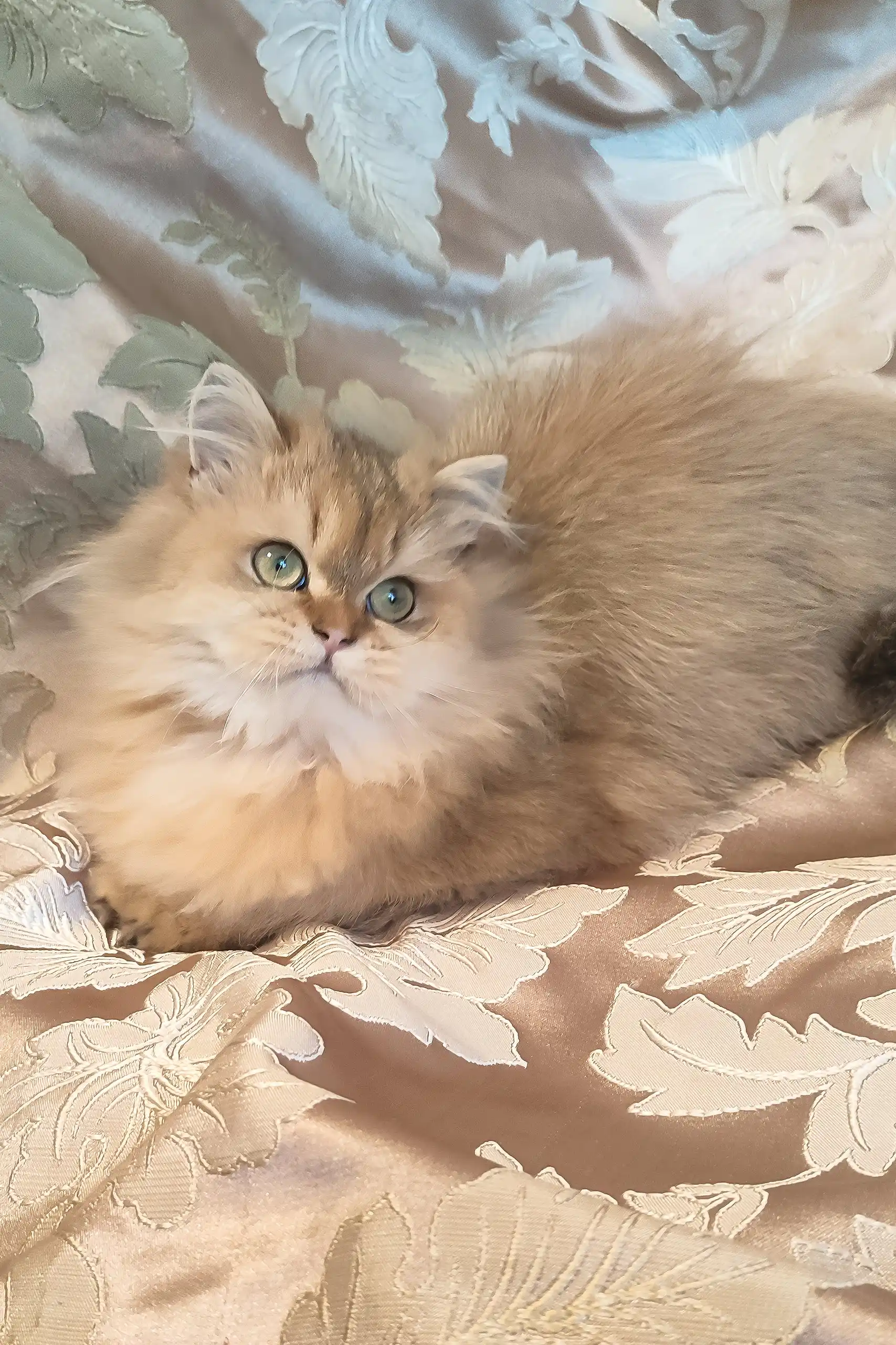Leslie | Scottish Straight Longhair Kitten - Image 4