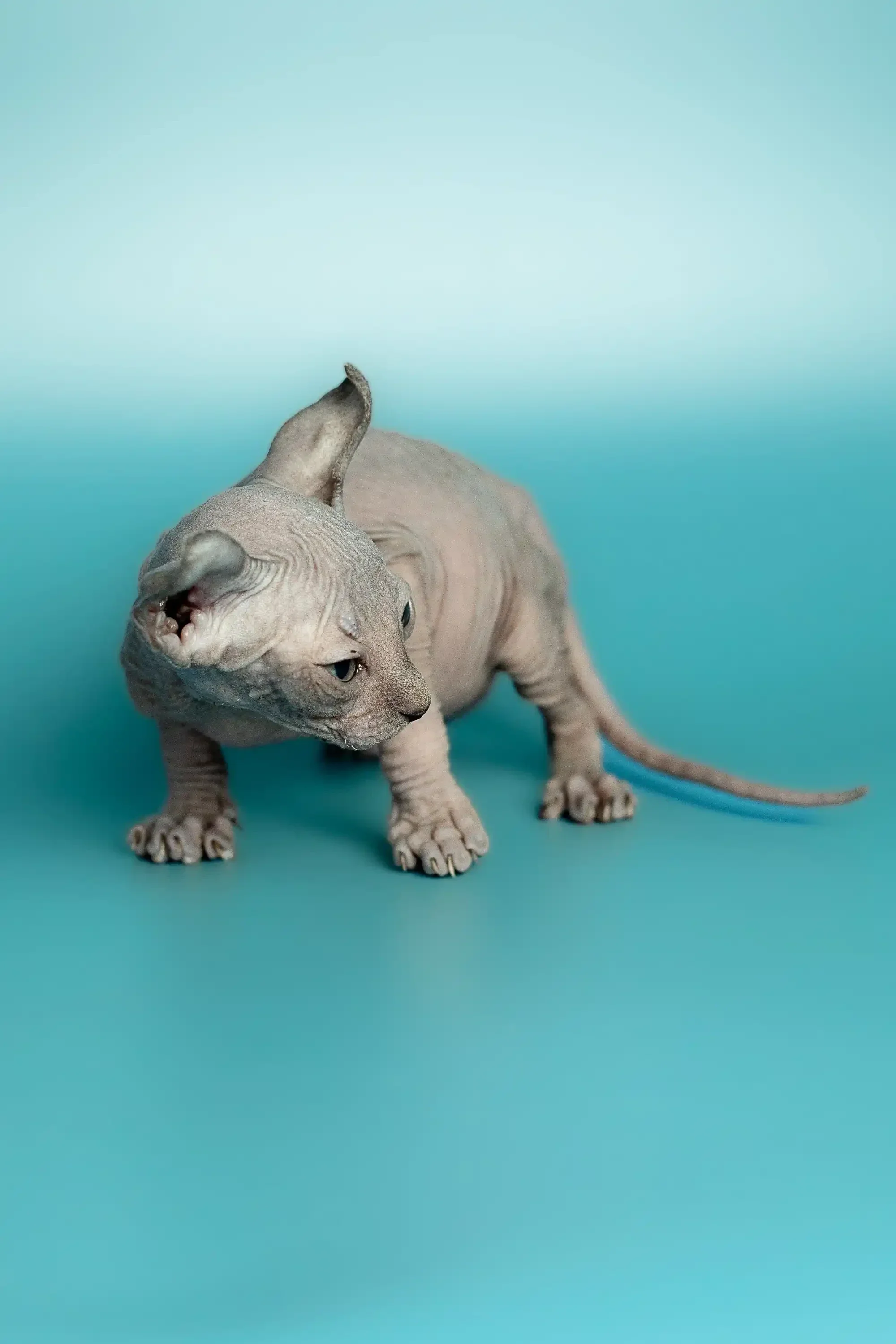Lex | Elf Kitten - Image 16