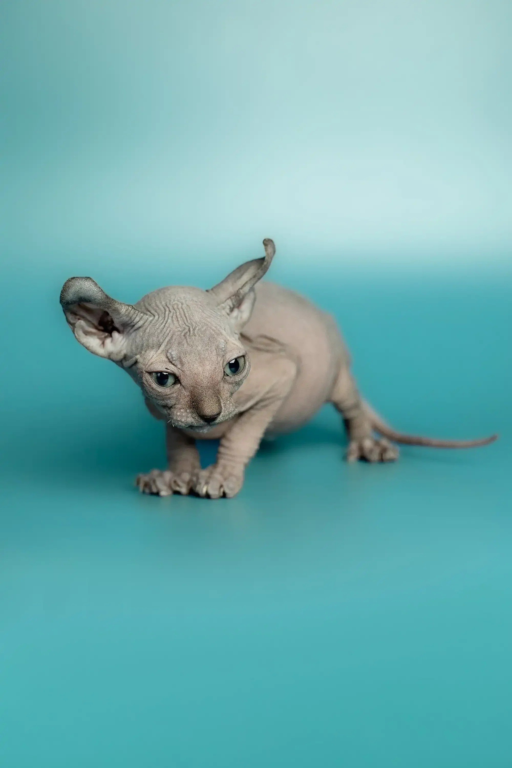 Lex | Elf Kitten - Image 18