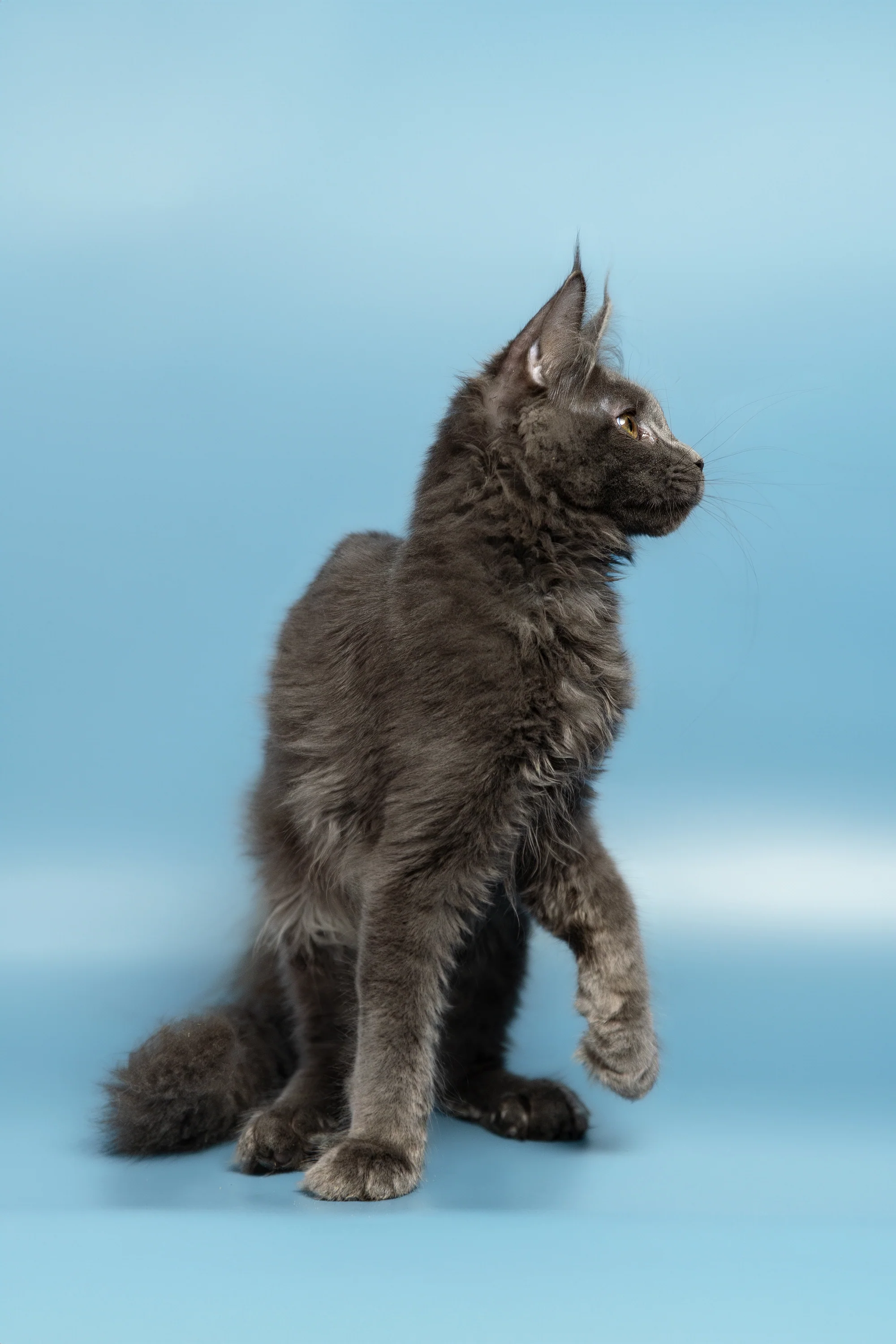 Lex | Maine Coon Kitten - Image 10