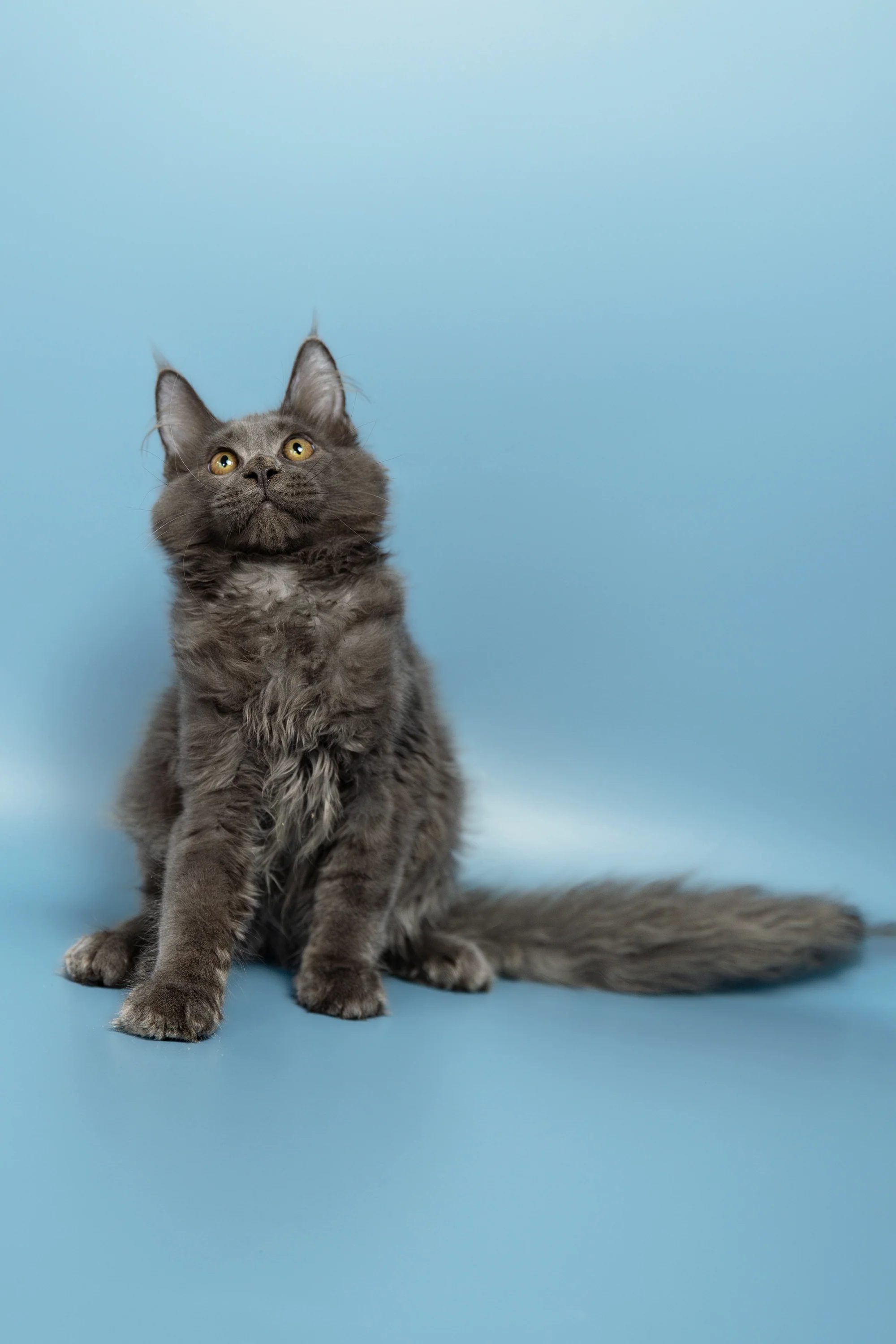 Lex | Maine Coon Kitten - Image 3