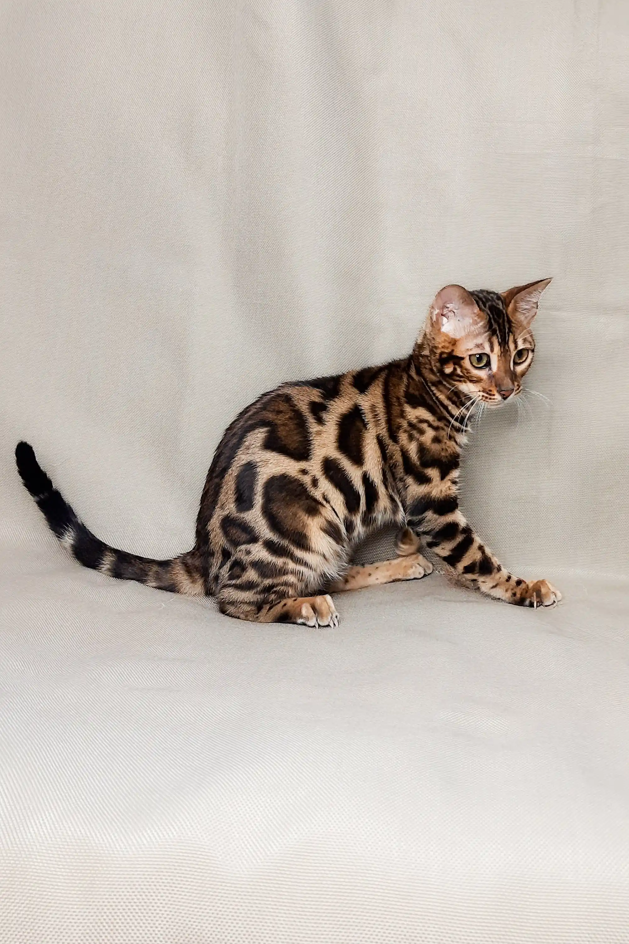 Lexus | Bengal Kitten - Image 2